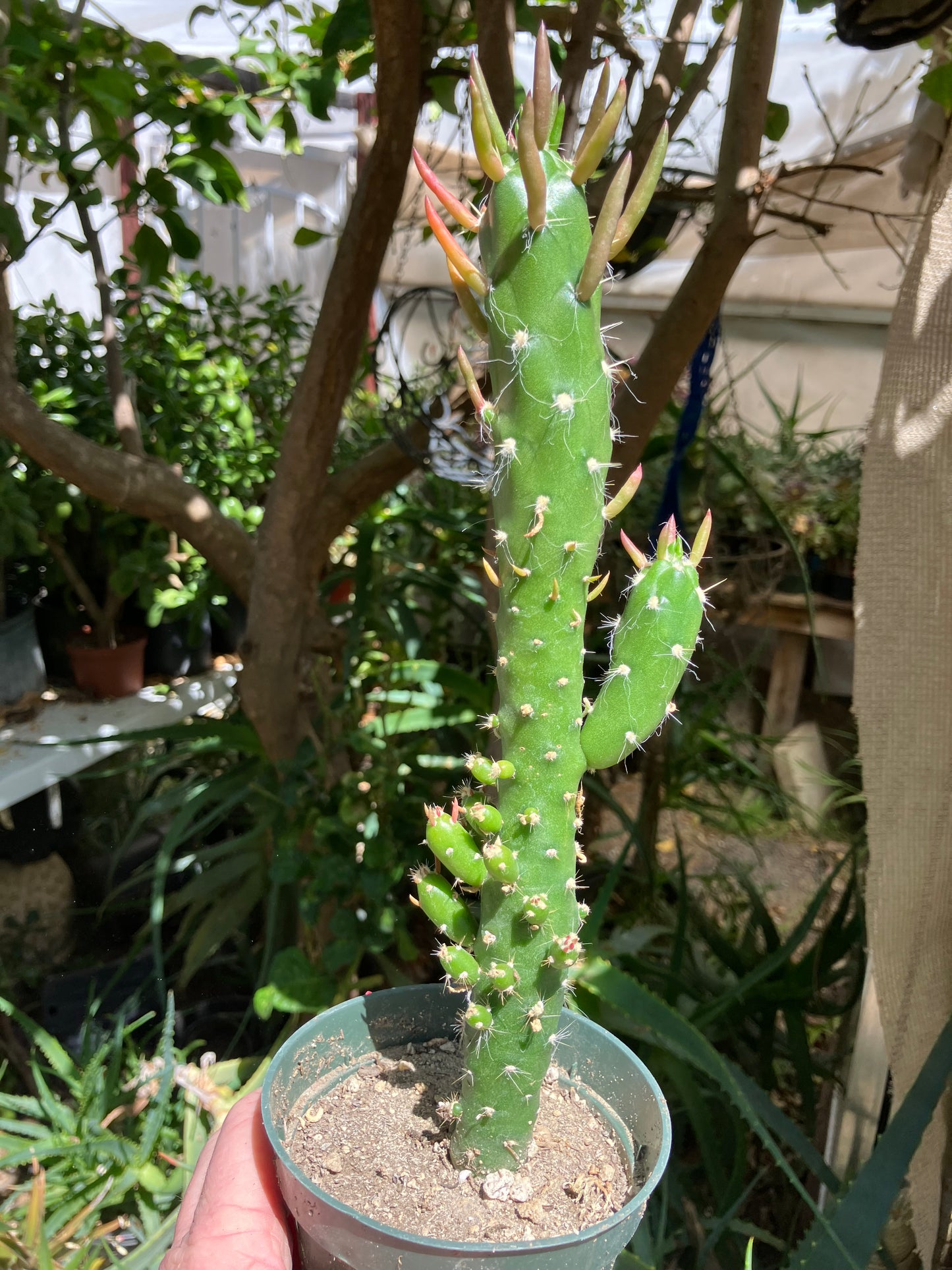 Austrocylindropuntia Cactus Gumbi Mini Eve's Needle 10"Tall #60R