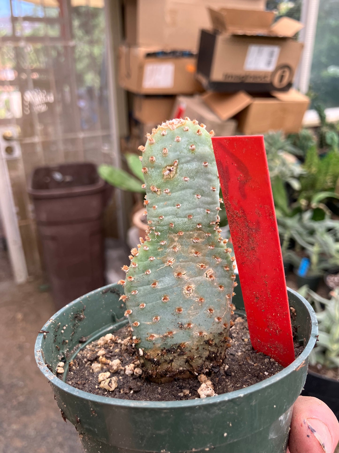 Opuntia Basilaris Beavertail Cactus 4"Tall #54R