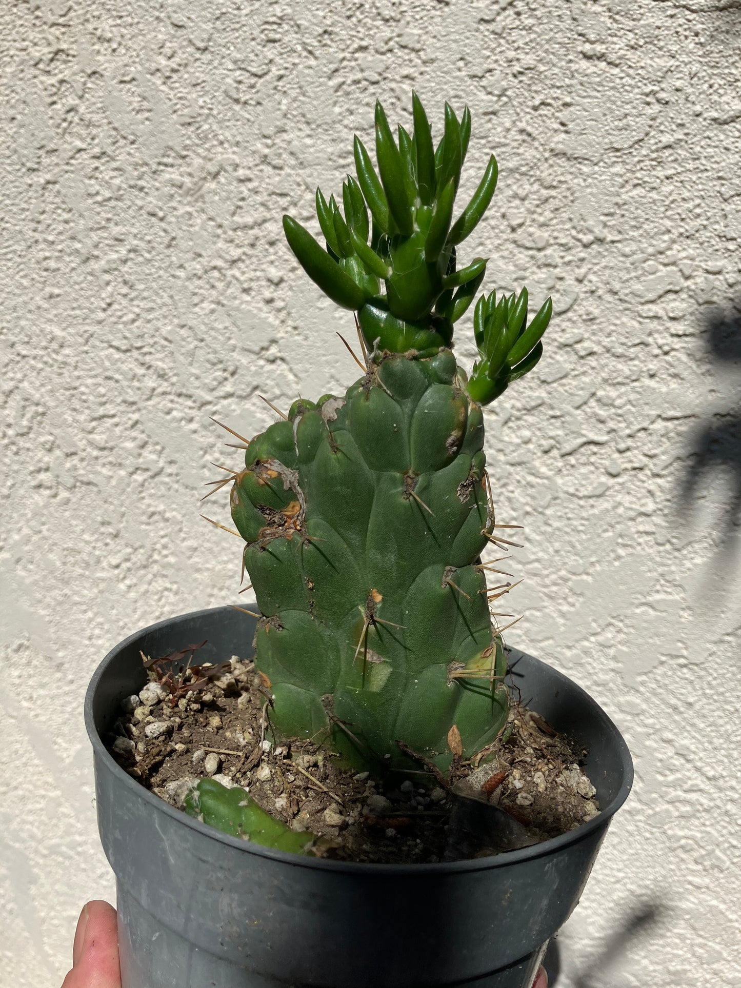 Austrocylinfdropuntia subulata monstrose Eve's Needle Cactus Crest 6"Tall  #66G