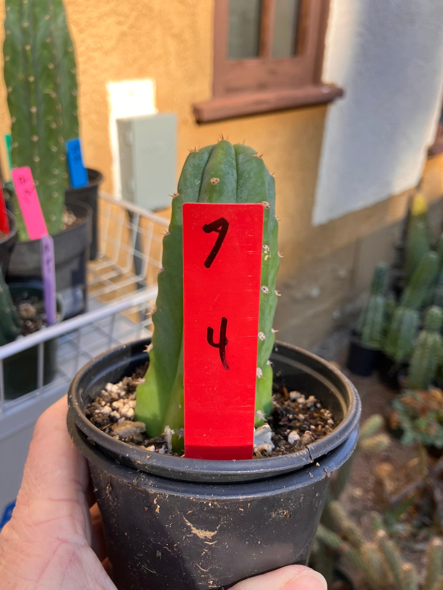 San Pedro Cactus - Trichocereus pachanoi 4"Tall #7R
