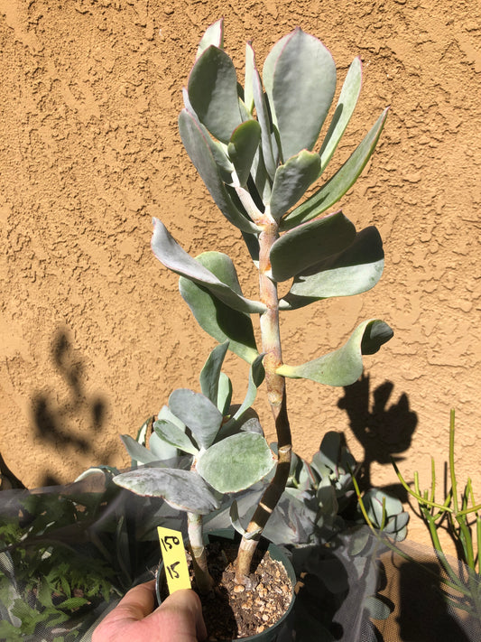 Cotyledon Silver Waves Succulent 15"Tall #150Y