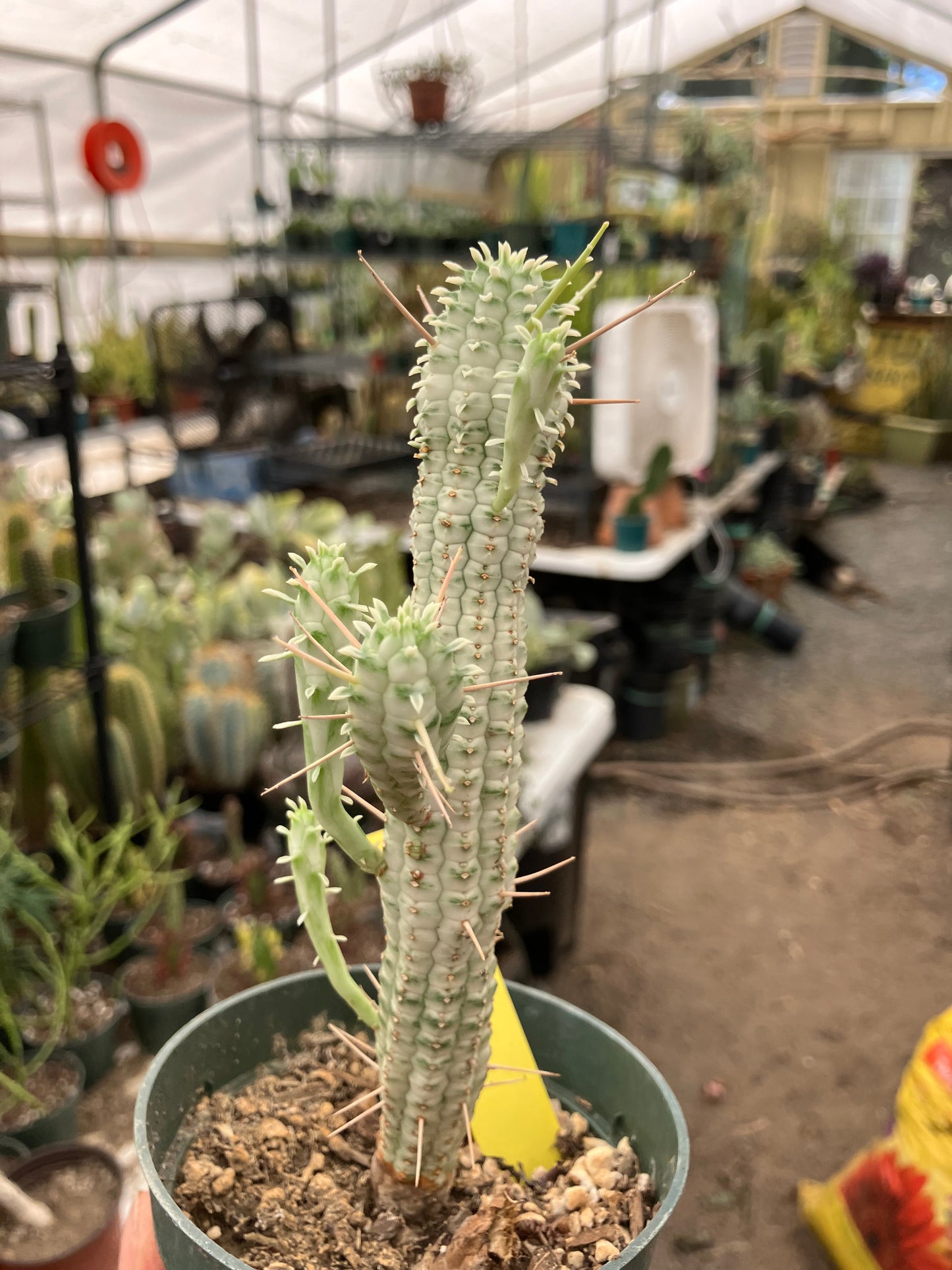 Euphorbia mammillarias variegata Corn Cob 8"Tall #6Y