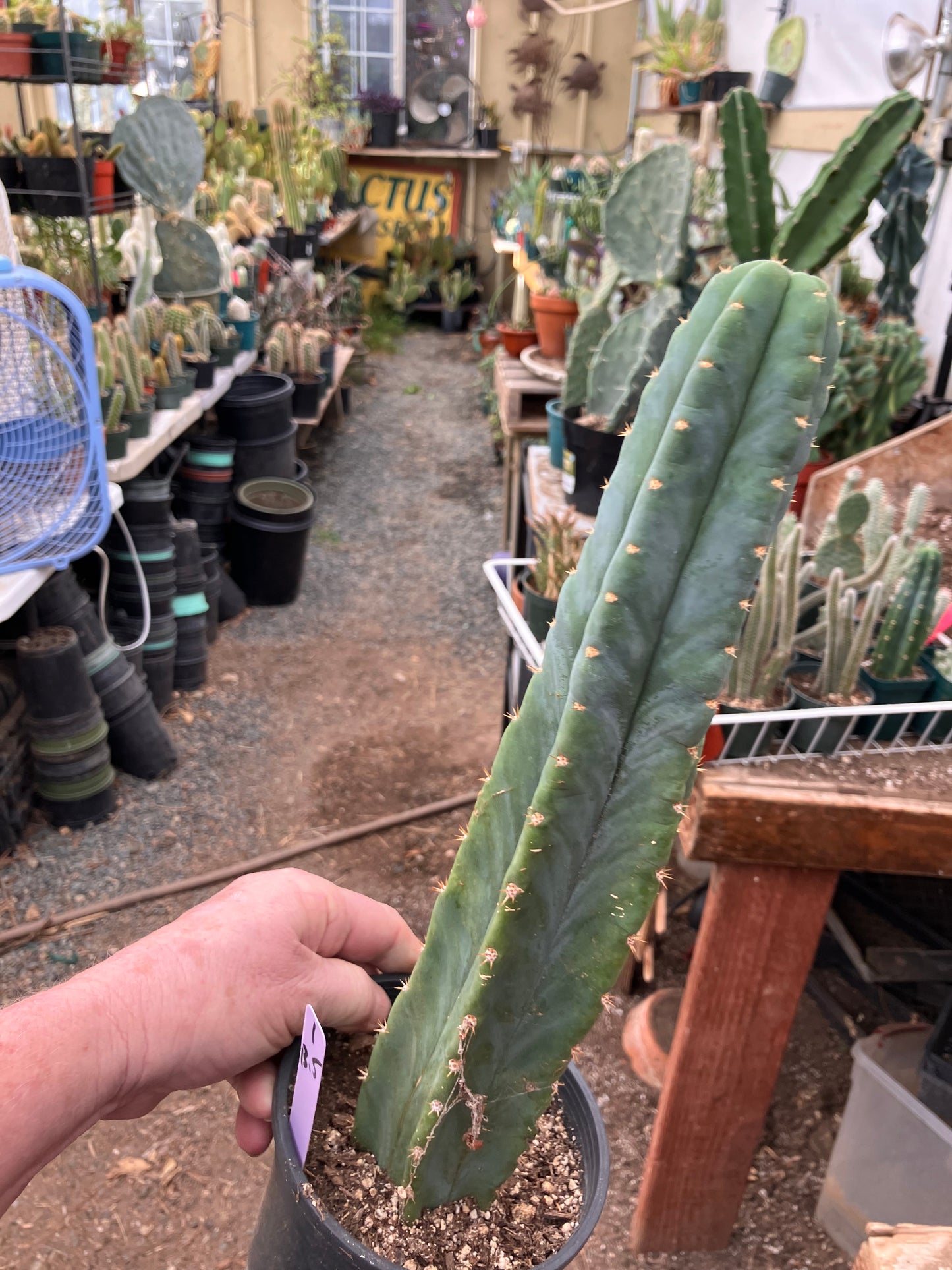 San Pedro Cactus - Trichocereus pachanoi 13.5"Tall #1Pu