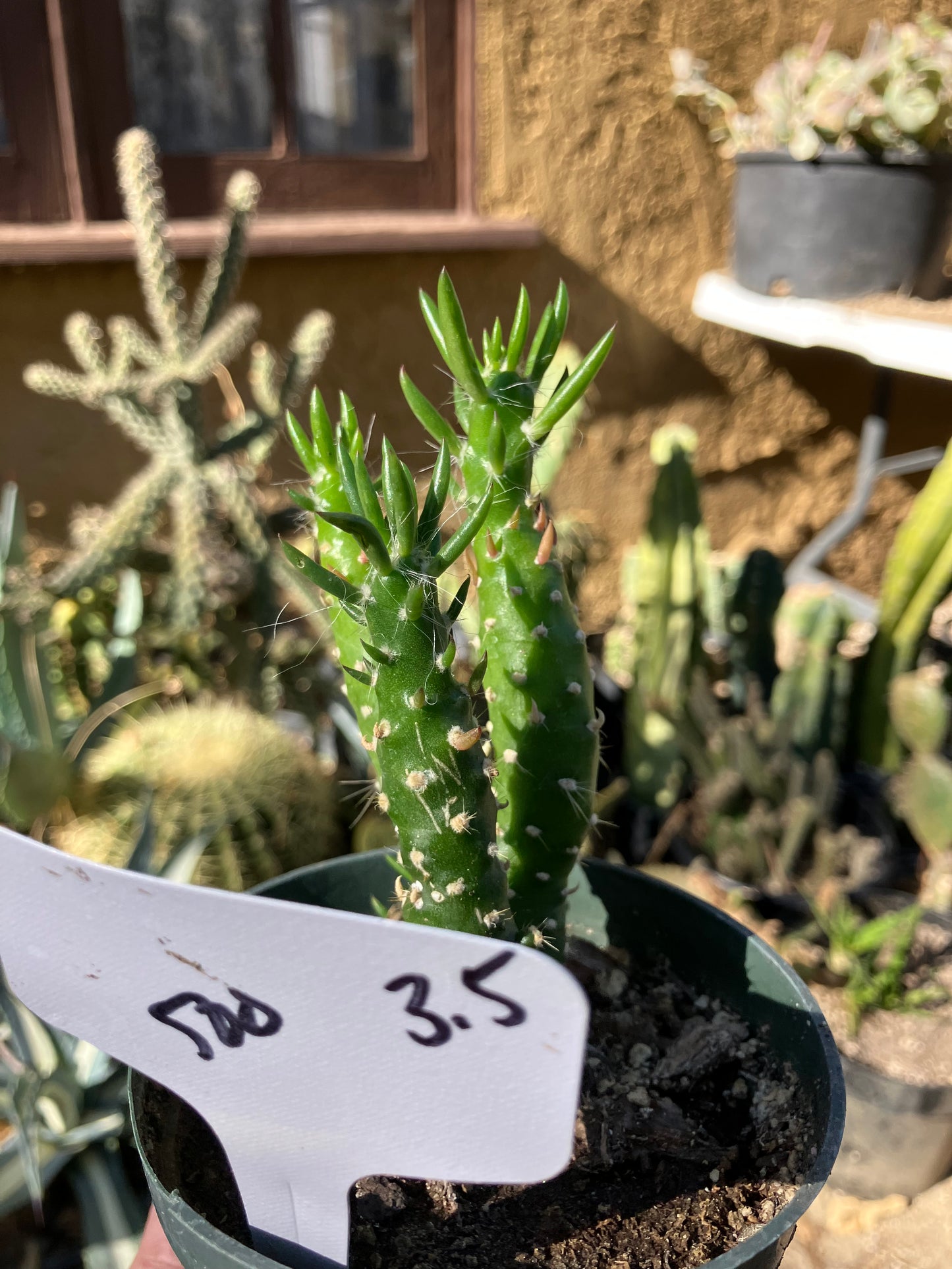 Austrocylindropuntia Cactus Gumbi Mini Eve's Needle 3.5"Tall #500W