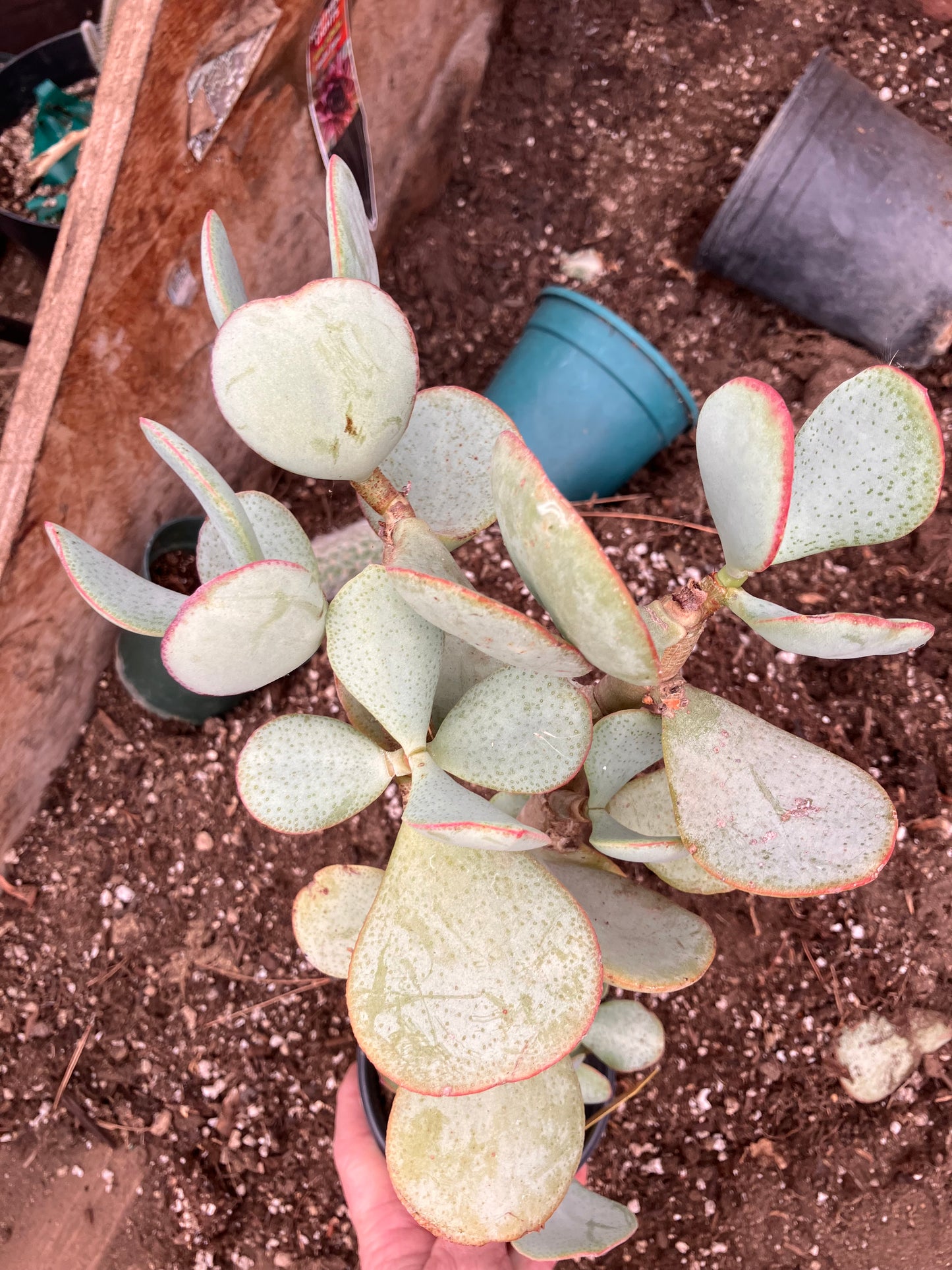 Crassula arborescens Silver Dollar 17"Tall #35Y