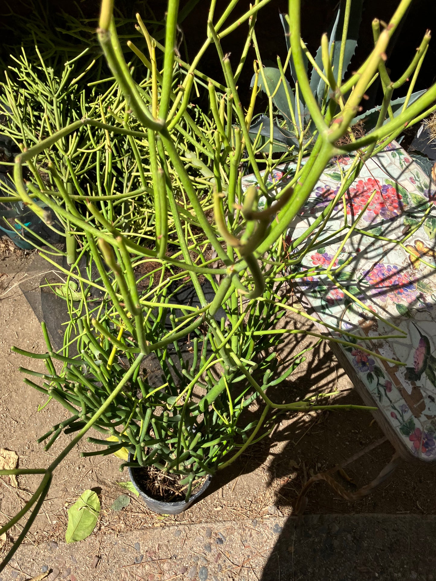 Euphorbia tirucalli Pencil Cactus/Succulent 39"Tall 23"Wide #10G