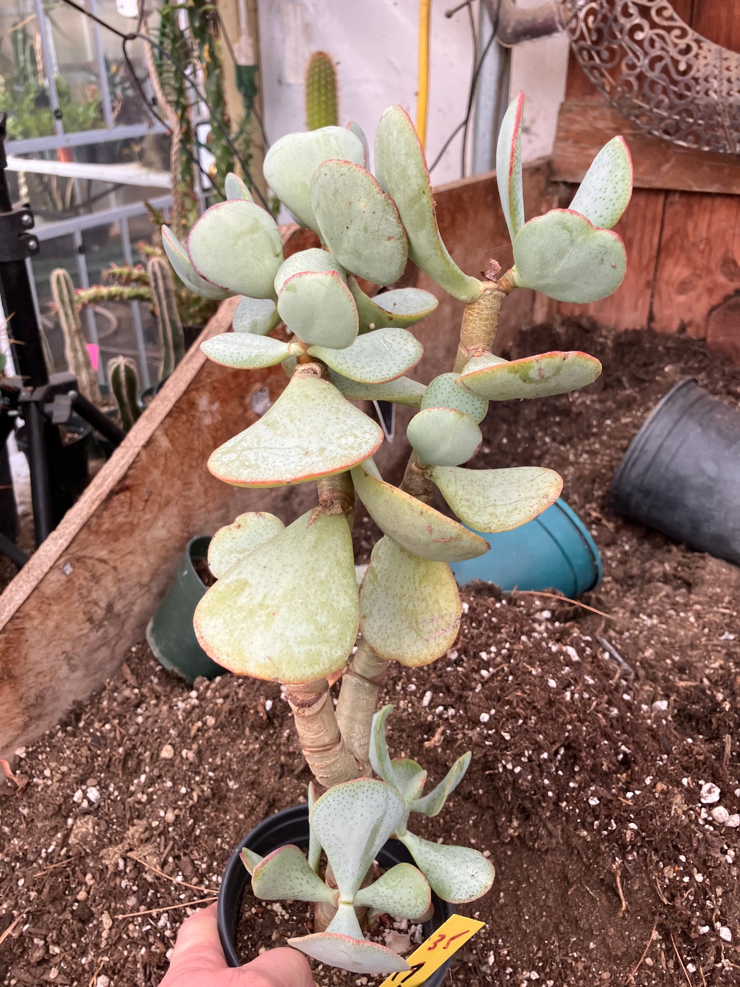Crassula arborescens Silver Dollar 17"Tall #35Y