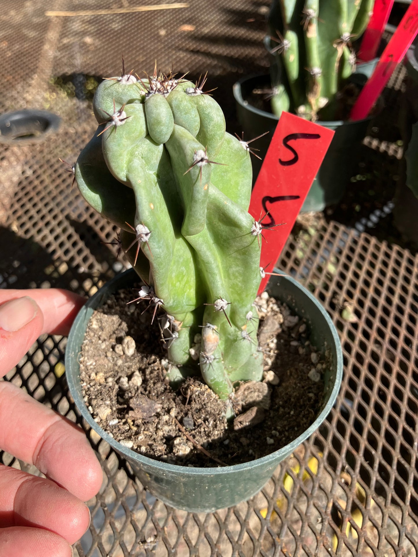 Cereus Peruvianus Monstrose Night Blooming 5”Tall #5R