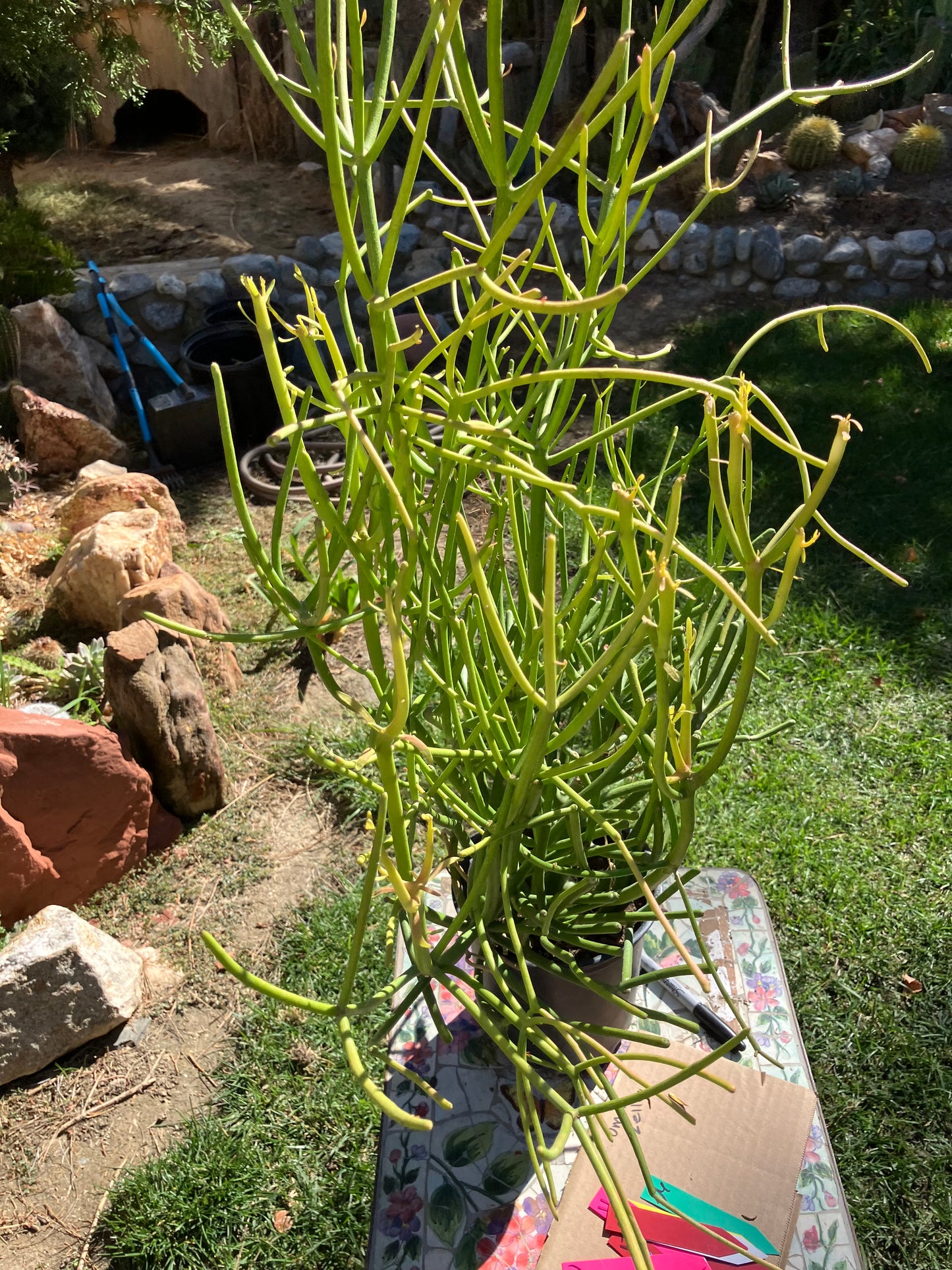 Euphorbia tirucalli Fire Stick Cactus/Succulent 30"Tall 28"Wide #23B