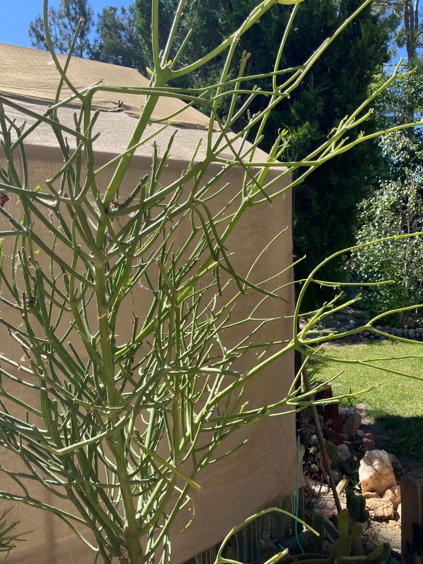 Euphorbia tirucalli Pencil Cactus 40"Tall 19"Wide #94P