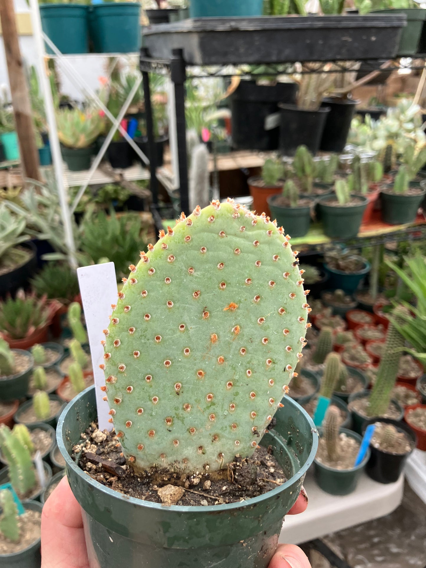 Opuntia Basilaris Beavertail Cactus 4.5"Tall #450W