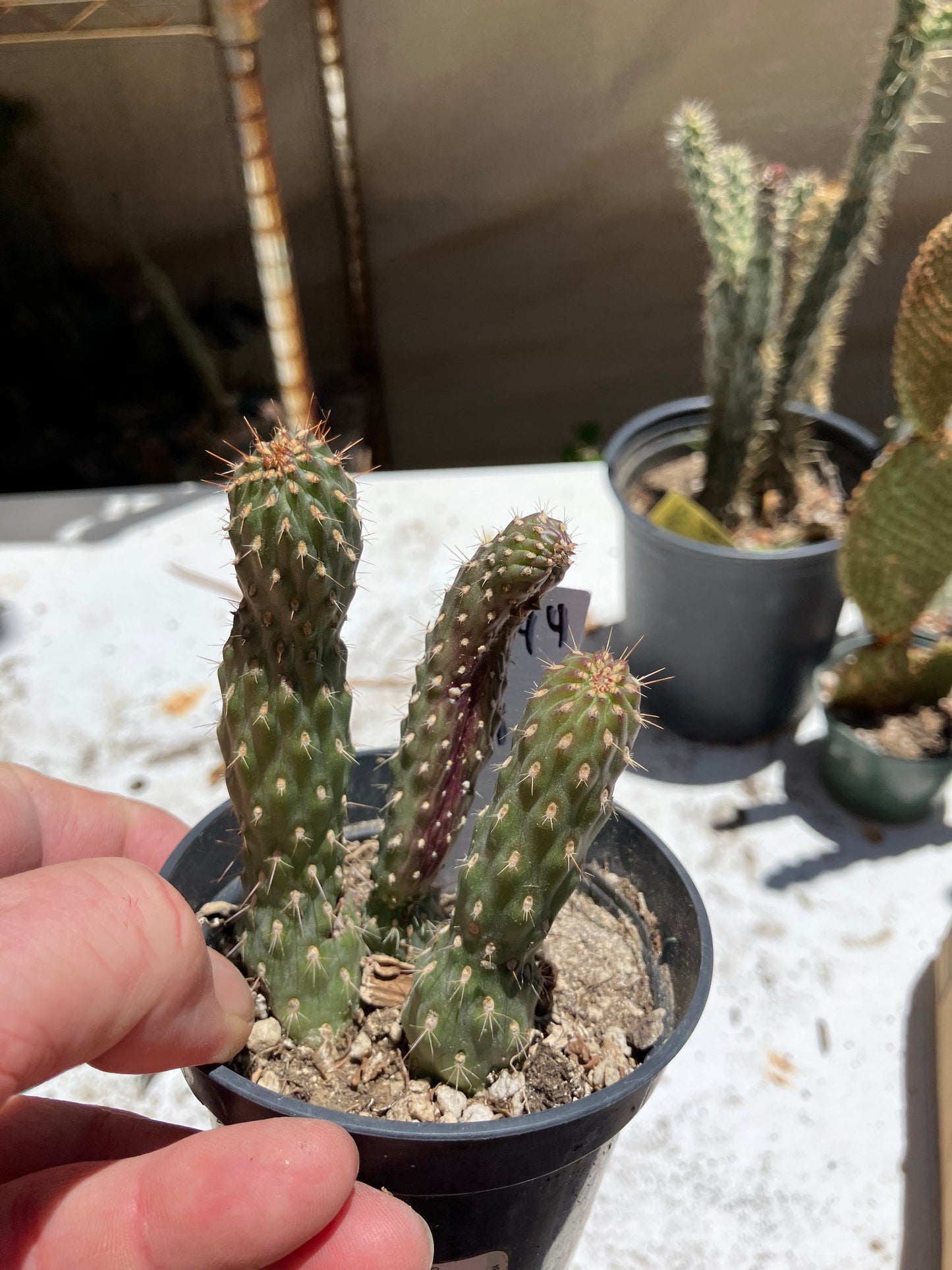 Cylindropuntia fulgida Cholla Boxing Glove Cactus Crest 4"Tall #044W