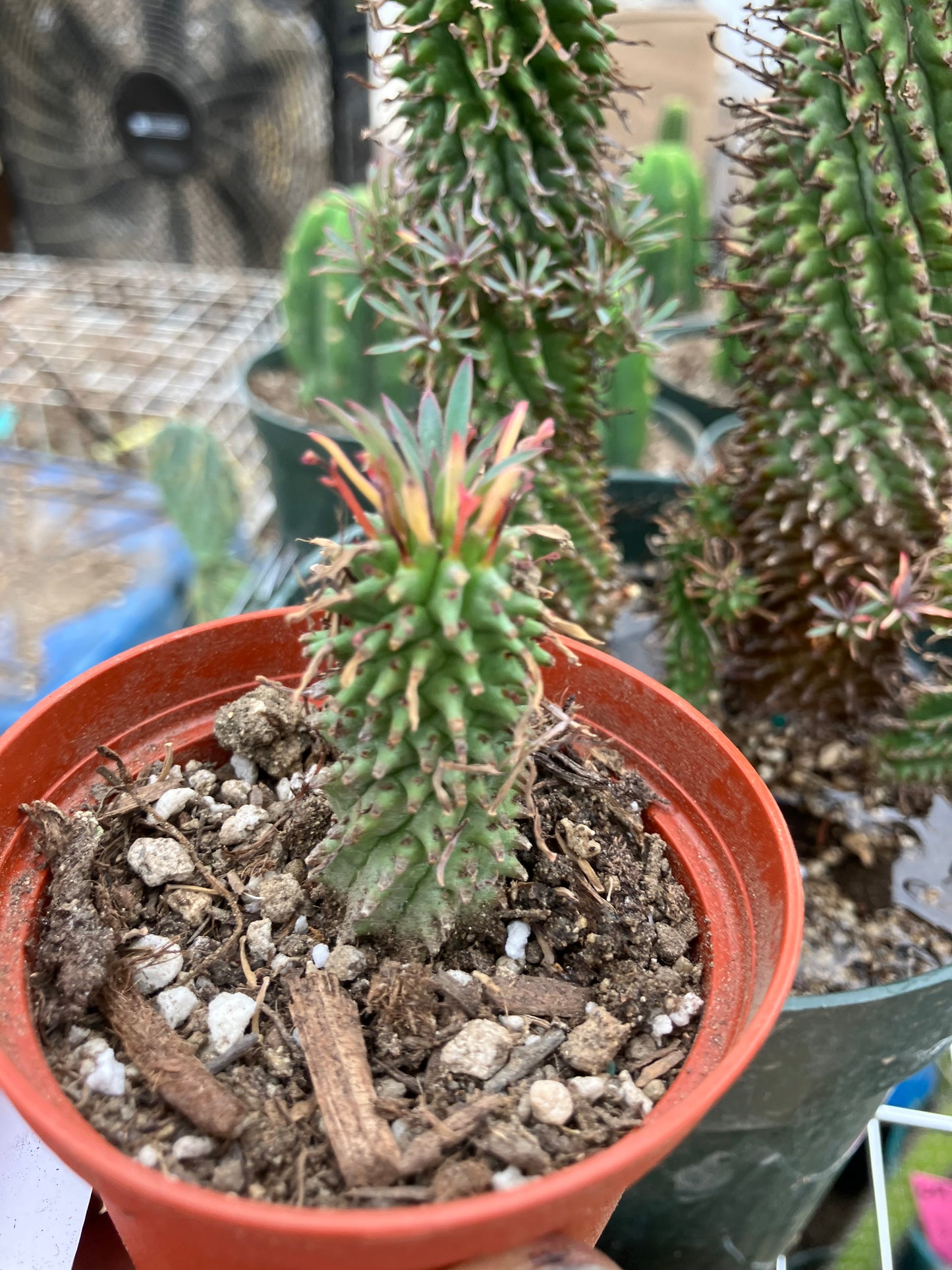 Euphorbia Twinkle Twirl  2" Tall #205W