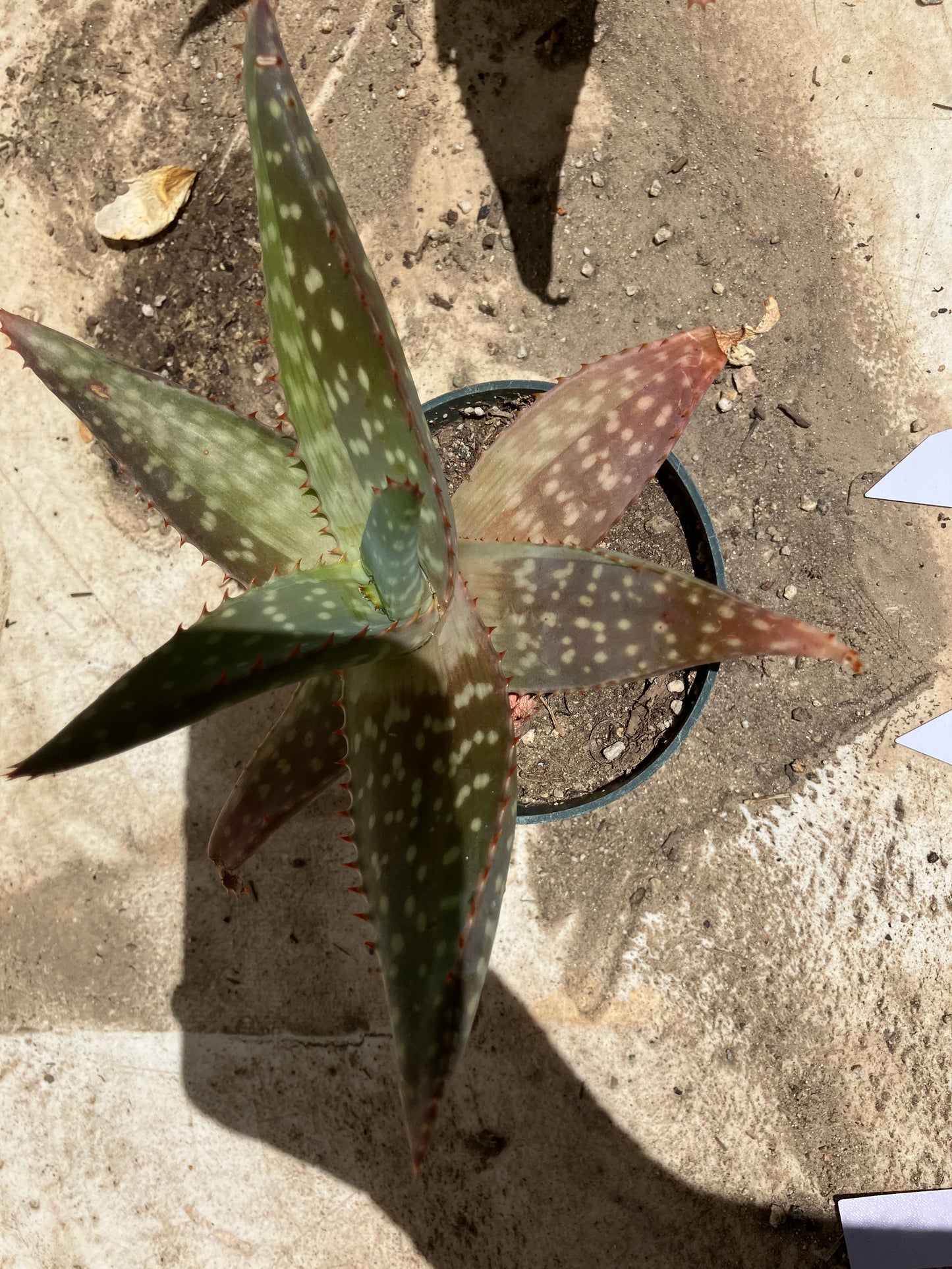 Aloe ~maculata "Soap Aloe" 6" Wide  #28W