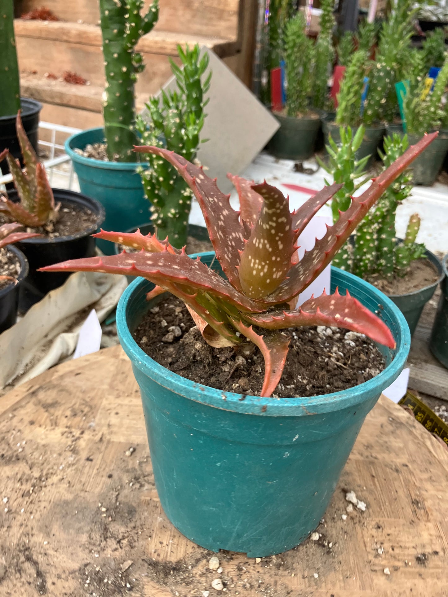Aloe Hybrid Night Sky Reddens with Extreme temps 6"Wide This Exact Plant #415W