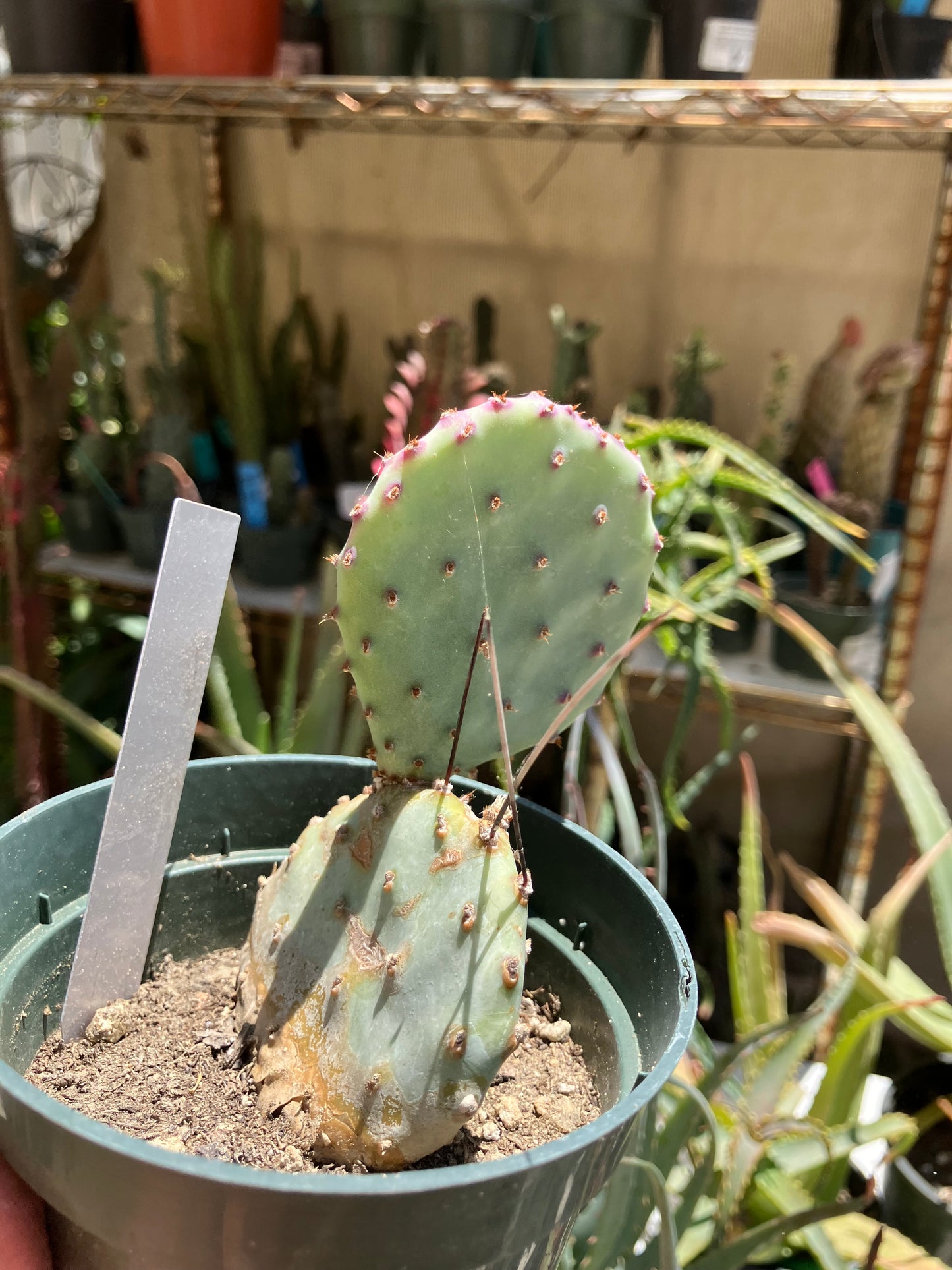 Opuntia Santa Rita Purple Prickly Pear 4"Tall #40W