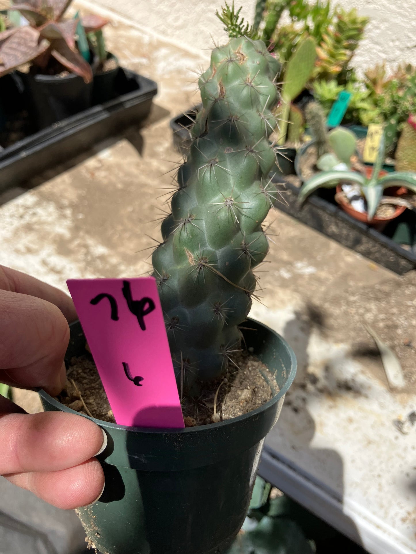 Cholla Cylindropuntia  Buckhorn 6”Tall #76P