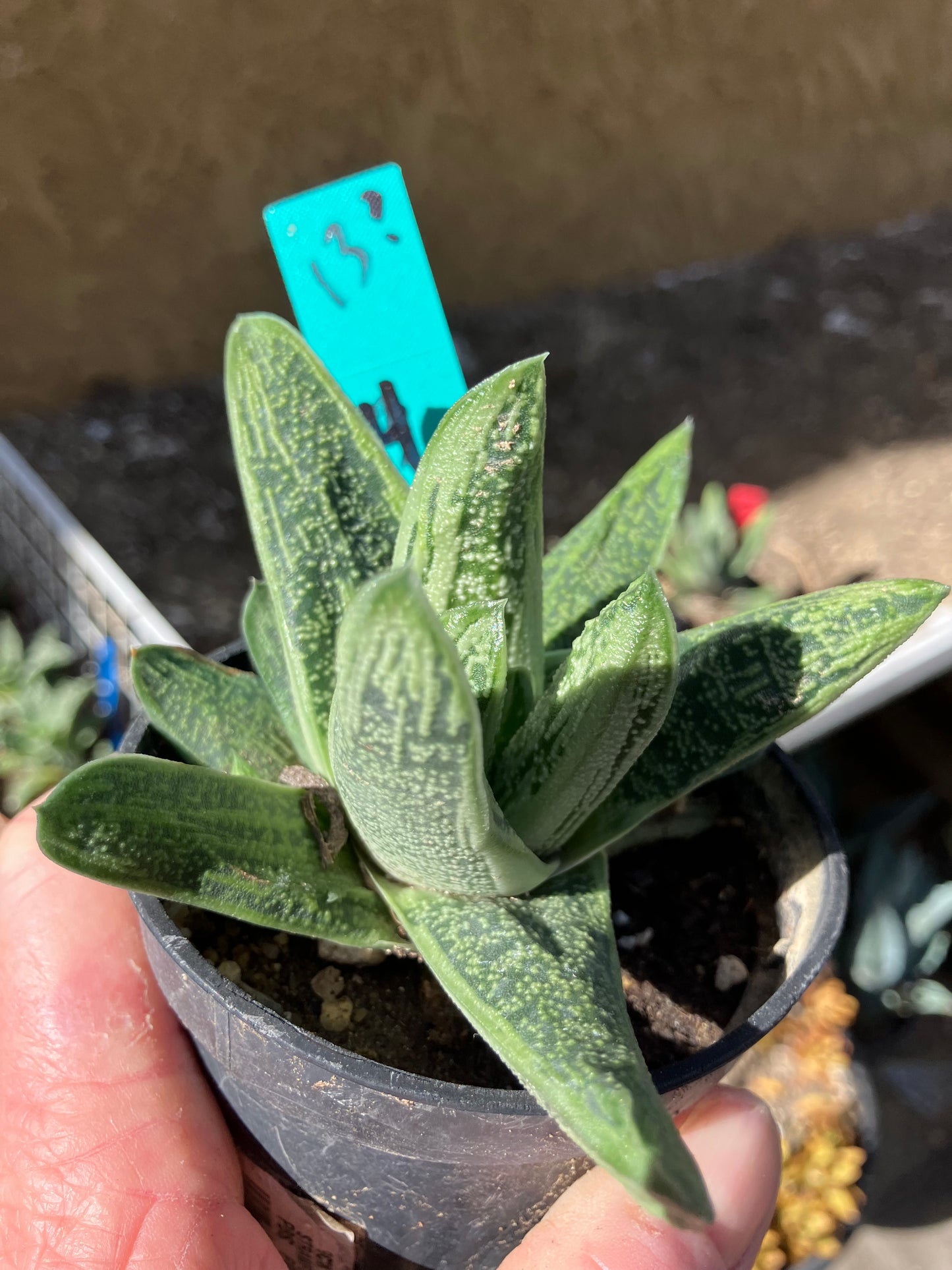 Gasteria Succulent Little Warty 4”Wide #13G