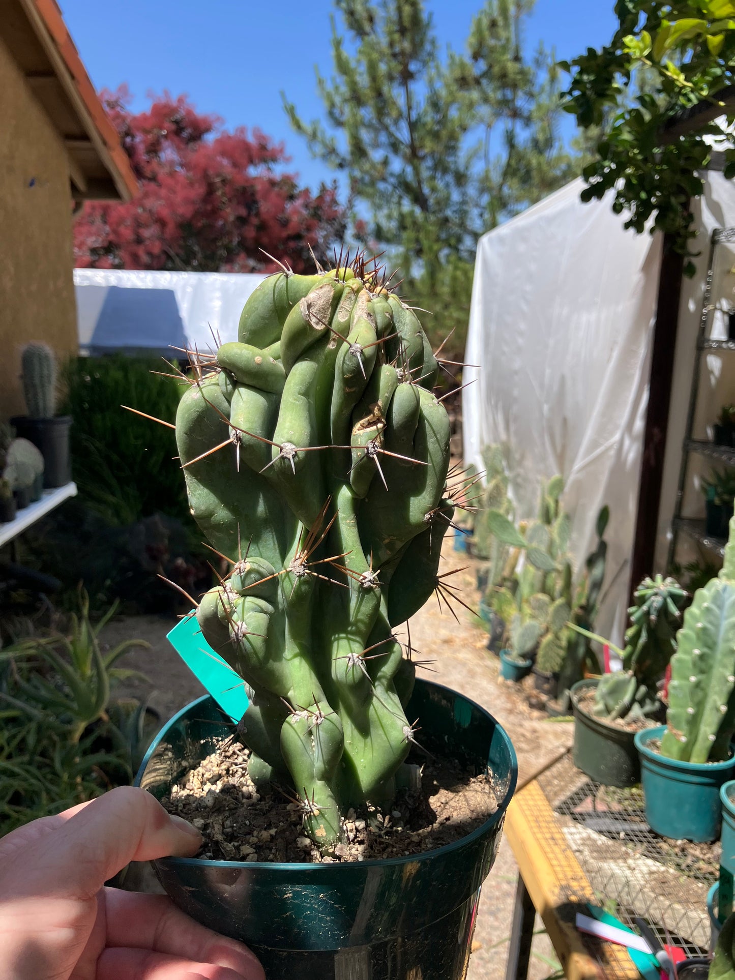 Cereus Peruvianus Monstrose Night Blooming 10"Tall 5"Wide #105G