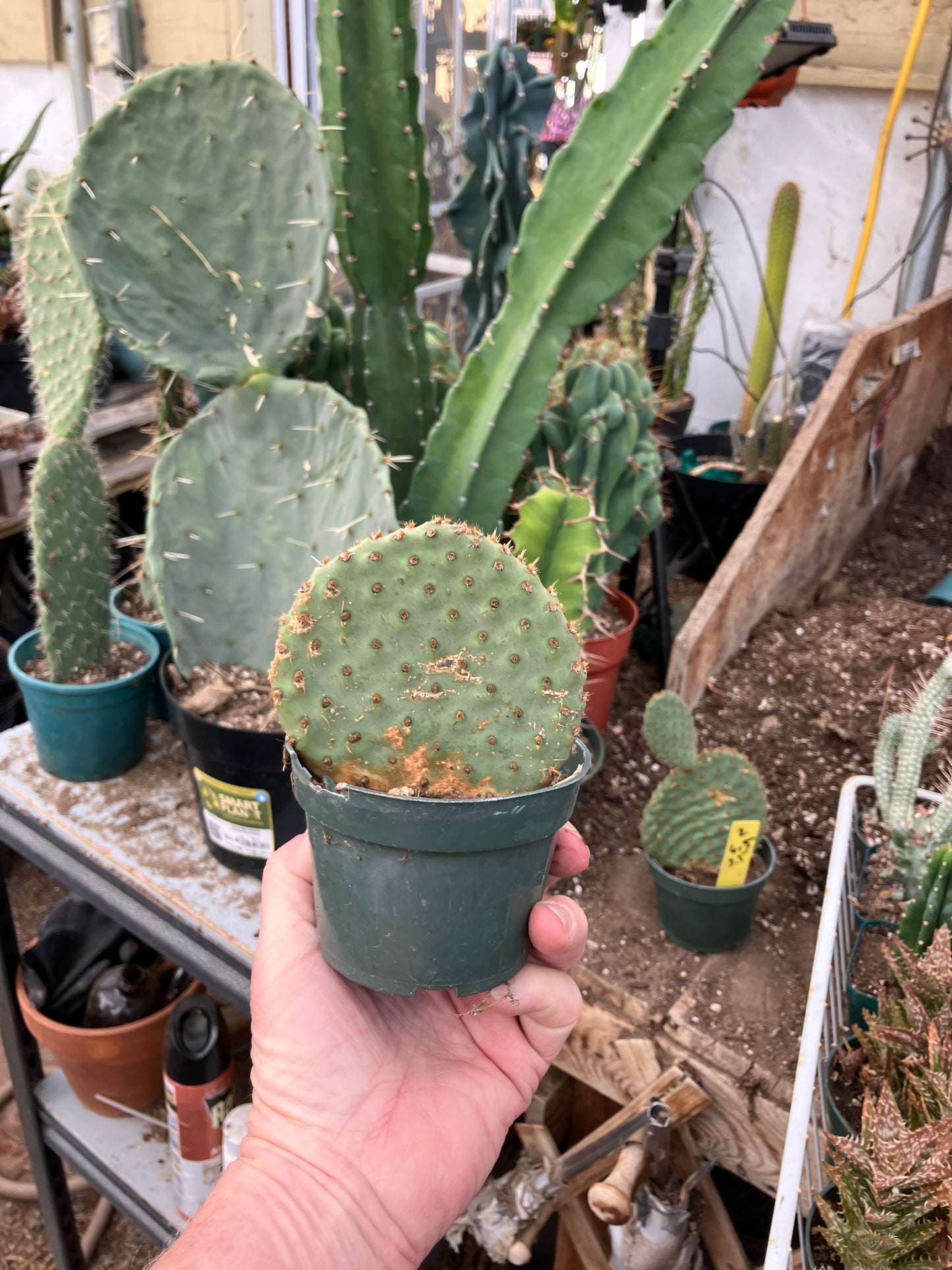 Opuntia ‘Orange Chiffon’ 4”Tall 4”Wide #4Y