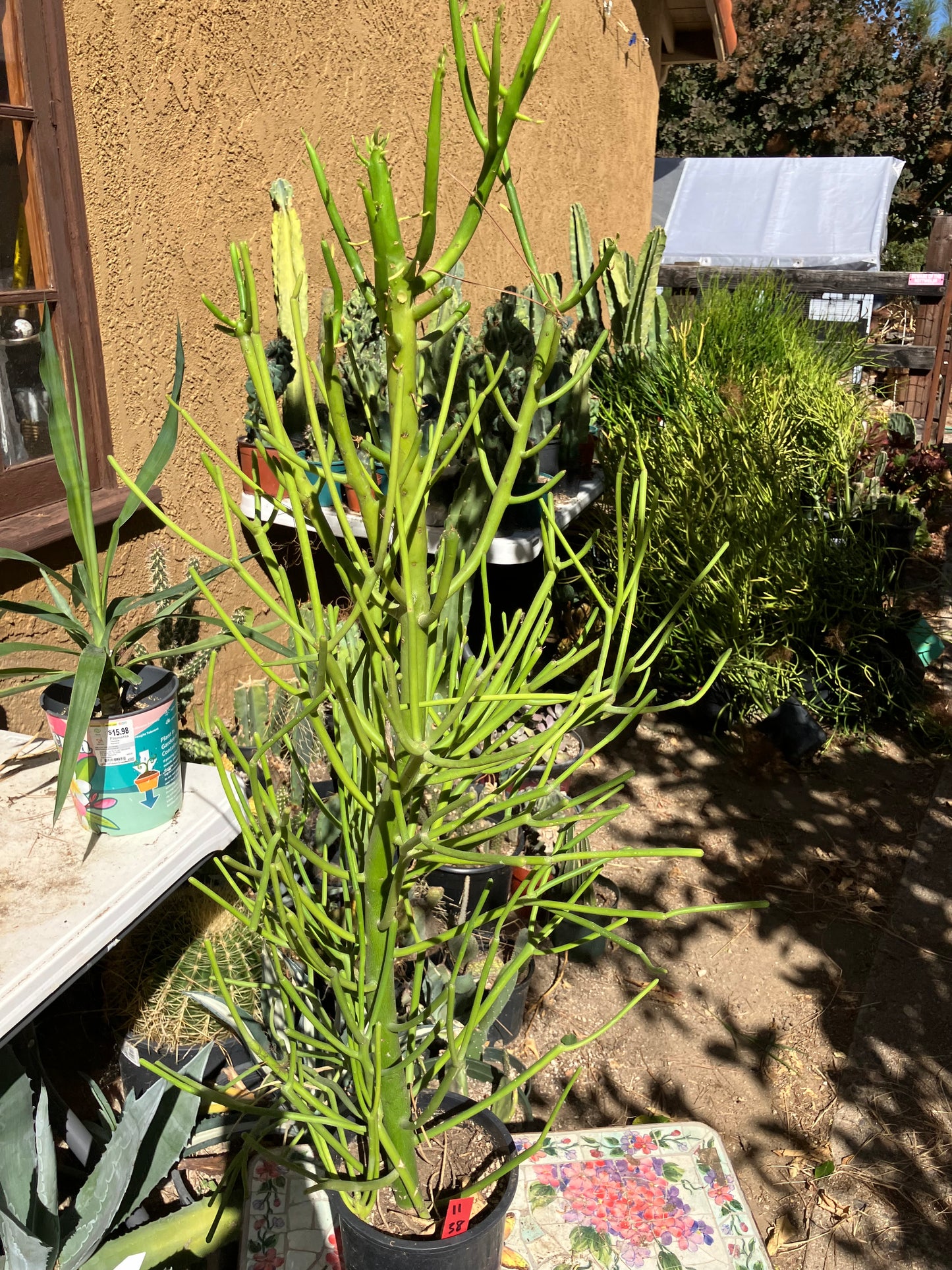 Euphorbia tirucalli Pencil Cactus/Succulent 38"Tall 14"Wide #11R