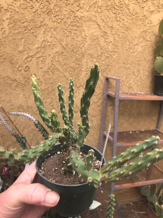 Cholla Cylindropuntia  Buckhorn 6”Tall #67W