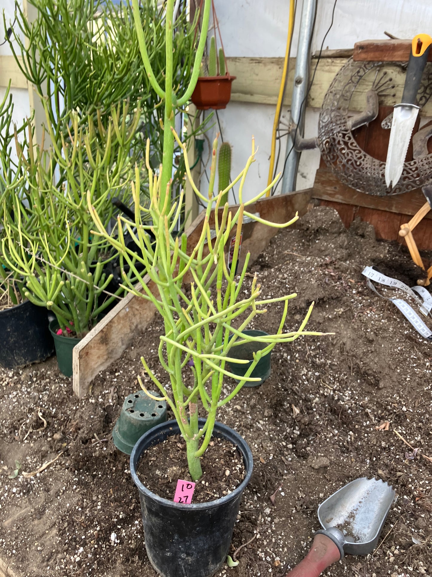 Euphorbia tirucalli Pencil Cactus/Succulent 27"Tall 12"Wide #10P