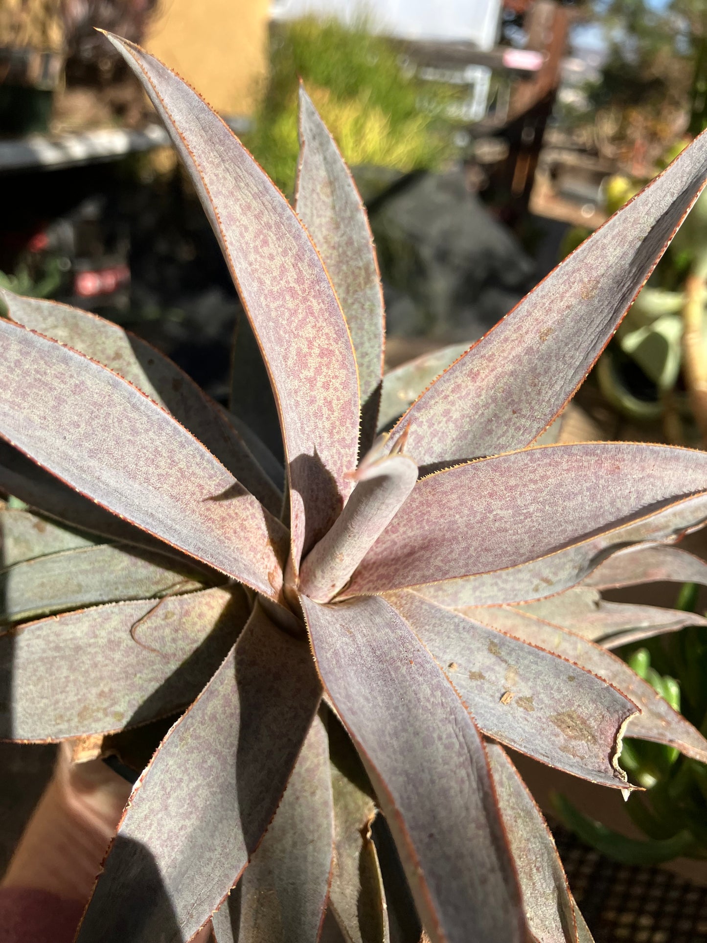 Agave hybrid Mangave Macho Mocha Succulent 6" Wide #60B