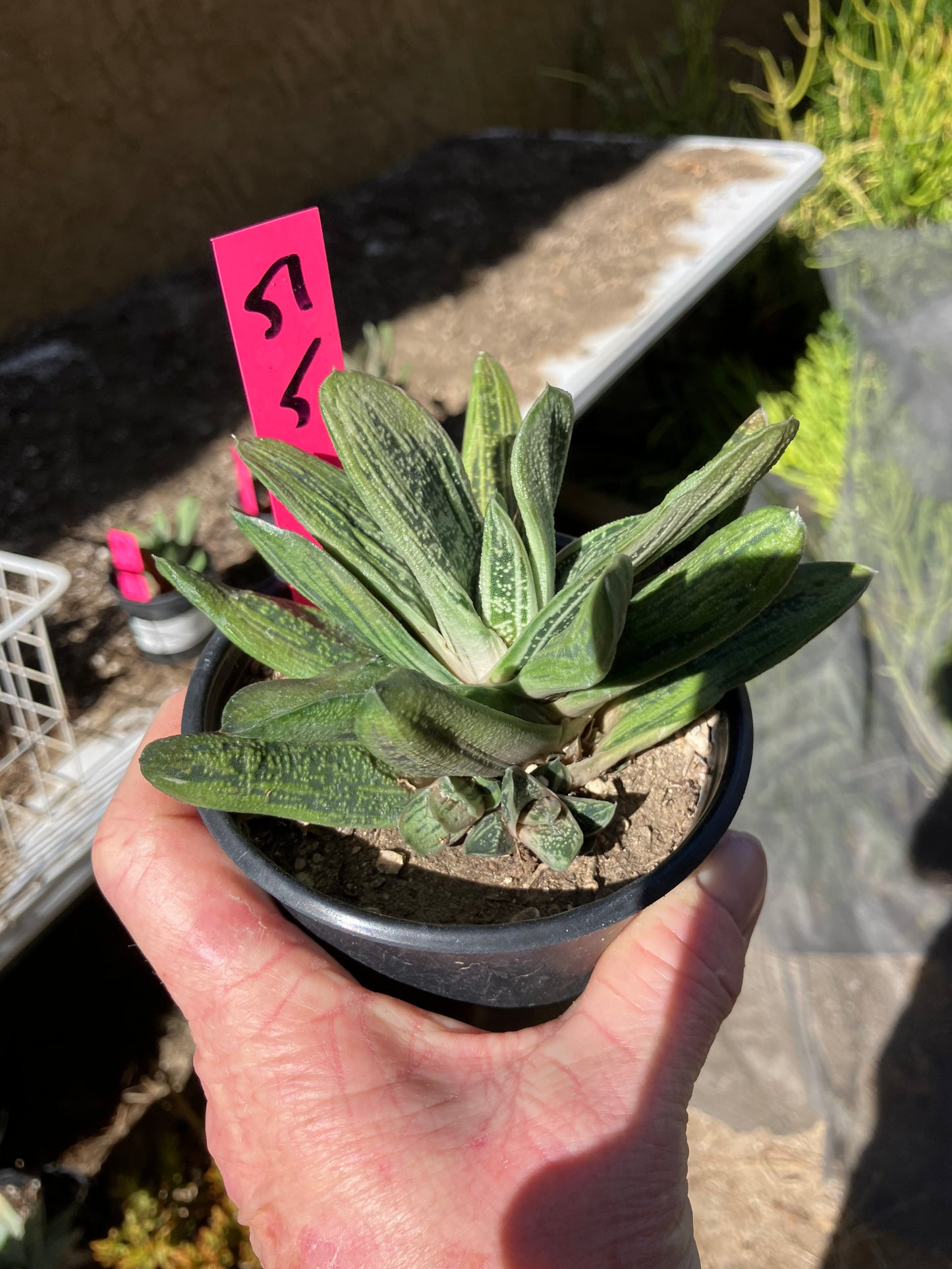 Gasteria Succulent Little Warty 5”Wide #51P