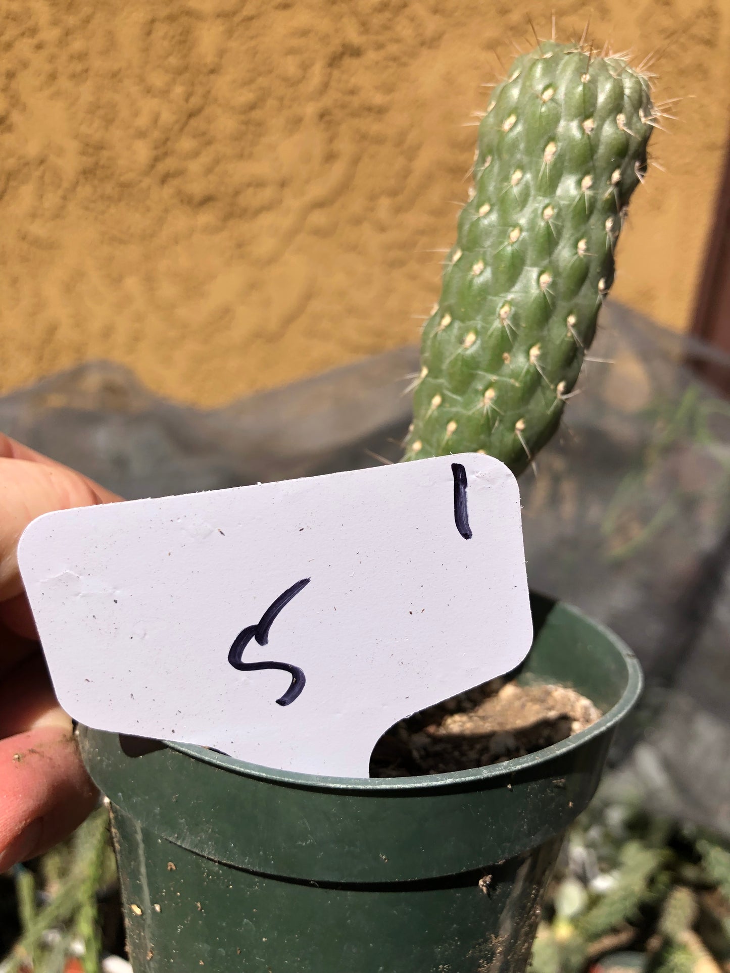 Cylindropuntia fulgida Cholla Boxing Glove Cactus Crest 5"Tall #1W
