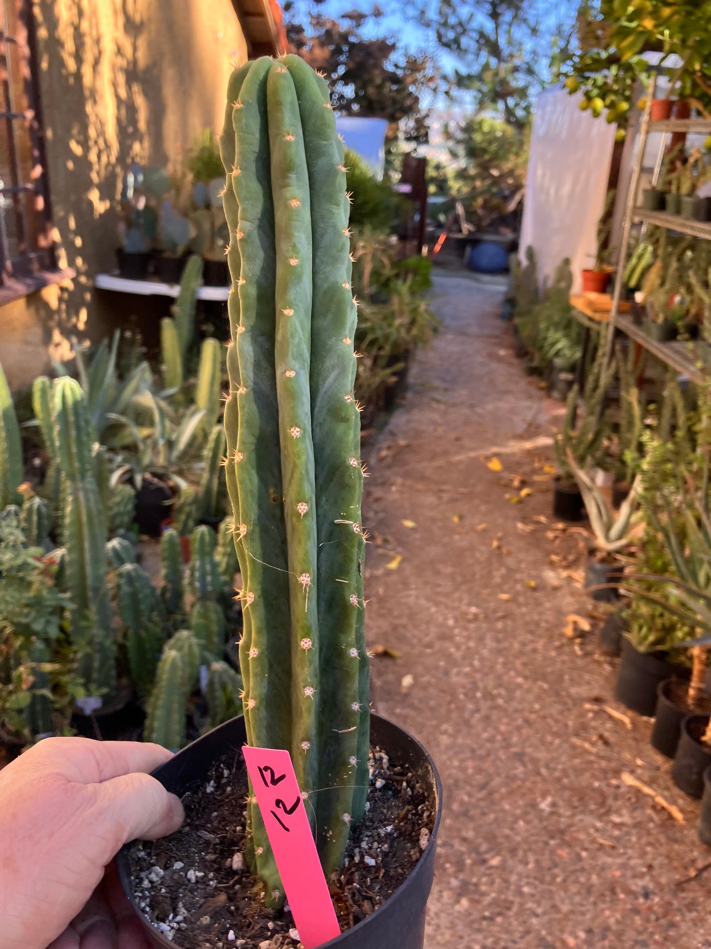 San Pedro Cactus - Trichocereus pachanoi 12”Tall #12P