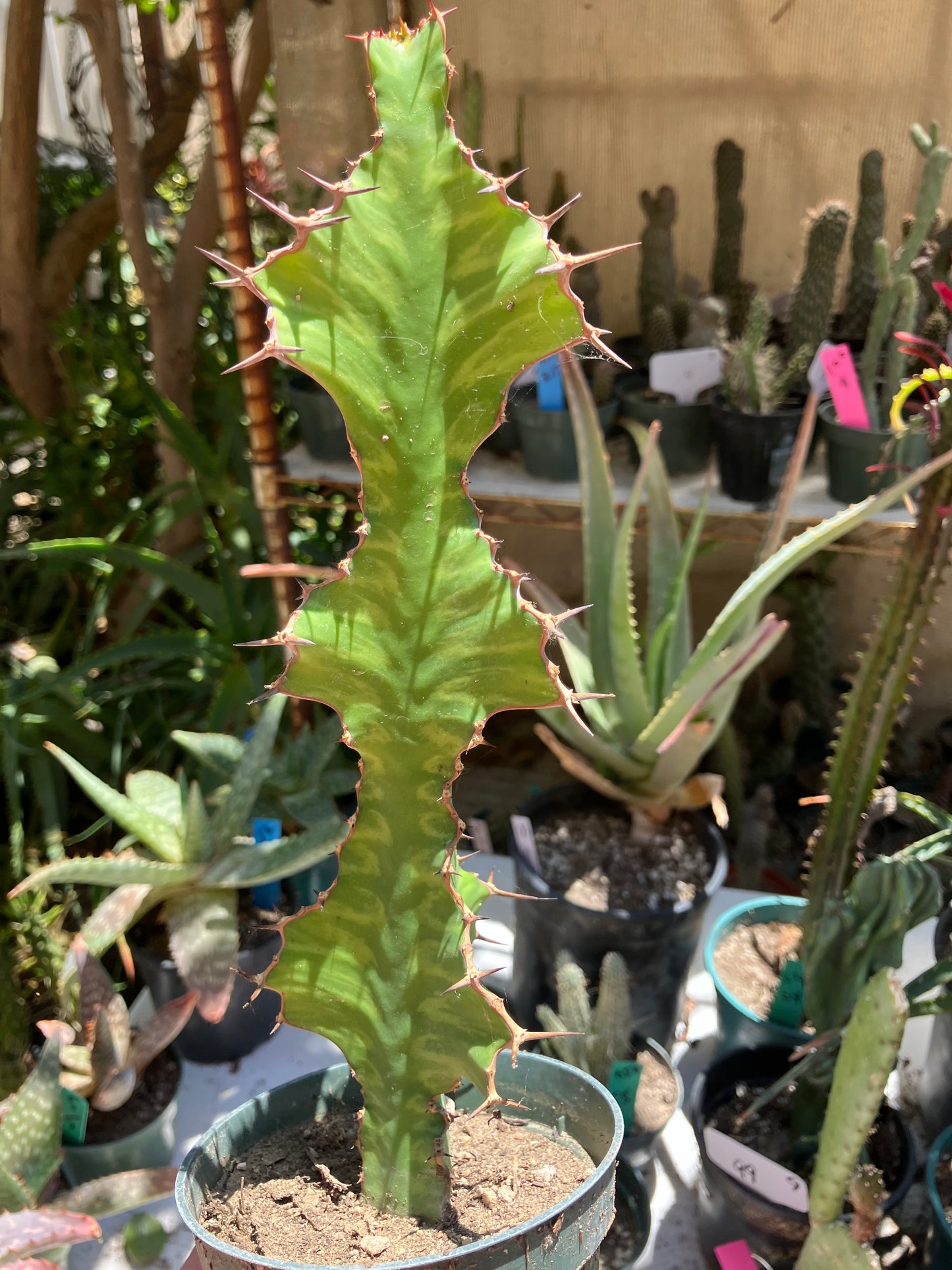 Euphorbia pseudocactus Zig Zag 10”Tall #5W