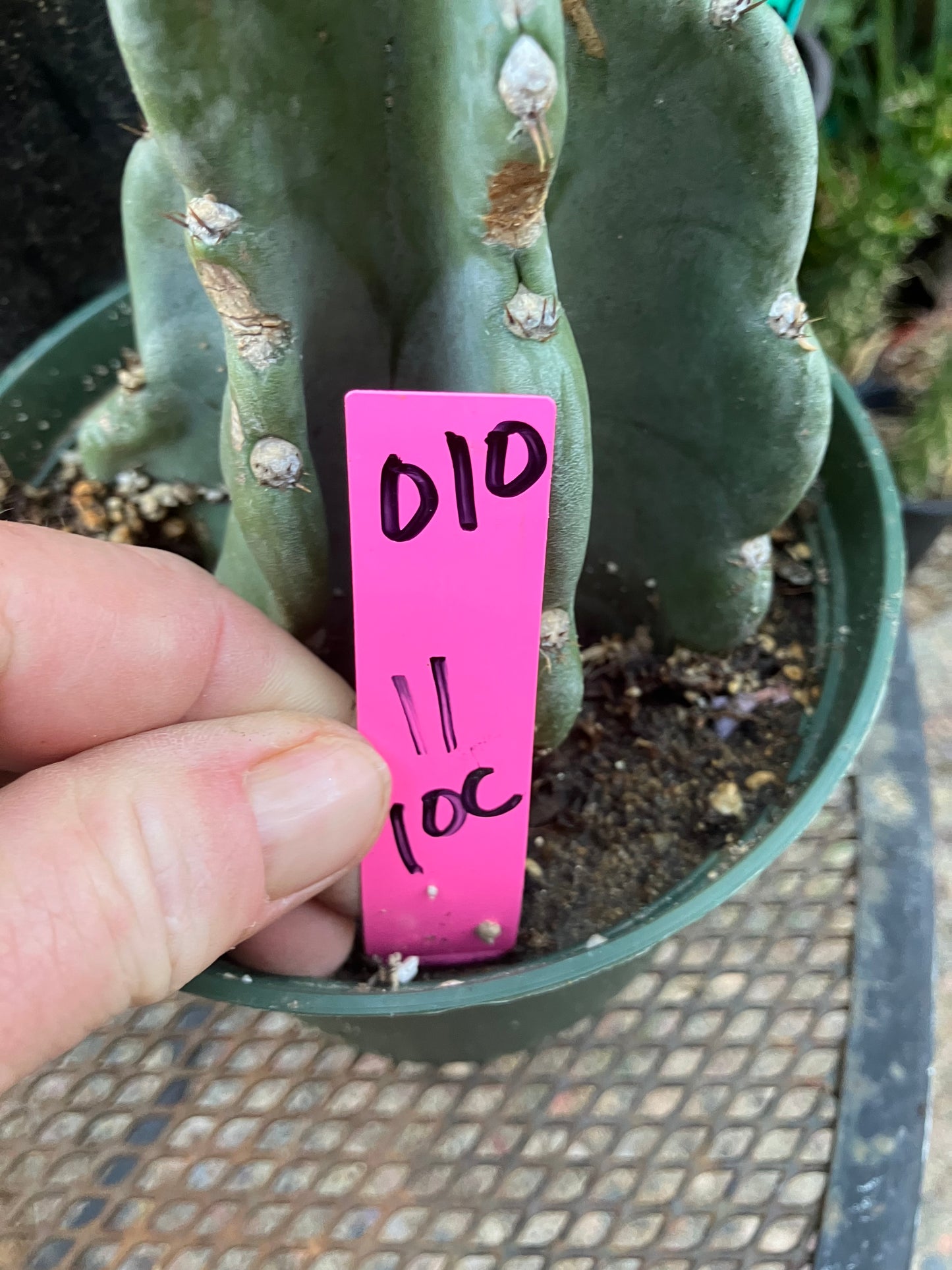 Cereus Peruvianus Night Blooming 11"Tall #010P