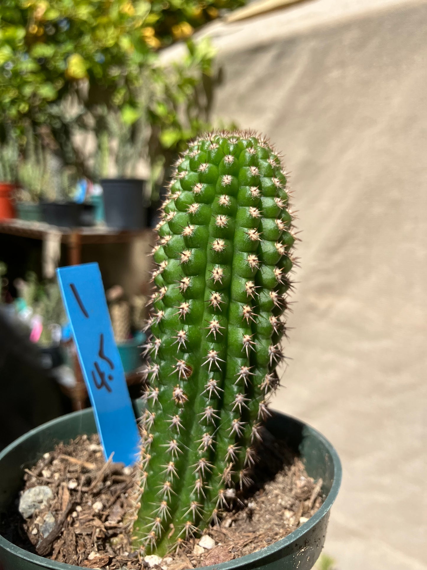 Pachycereus pecten-aboriginum  Indian Comb Cactus 4"Tall #2G