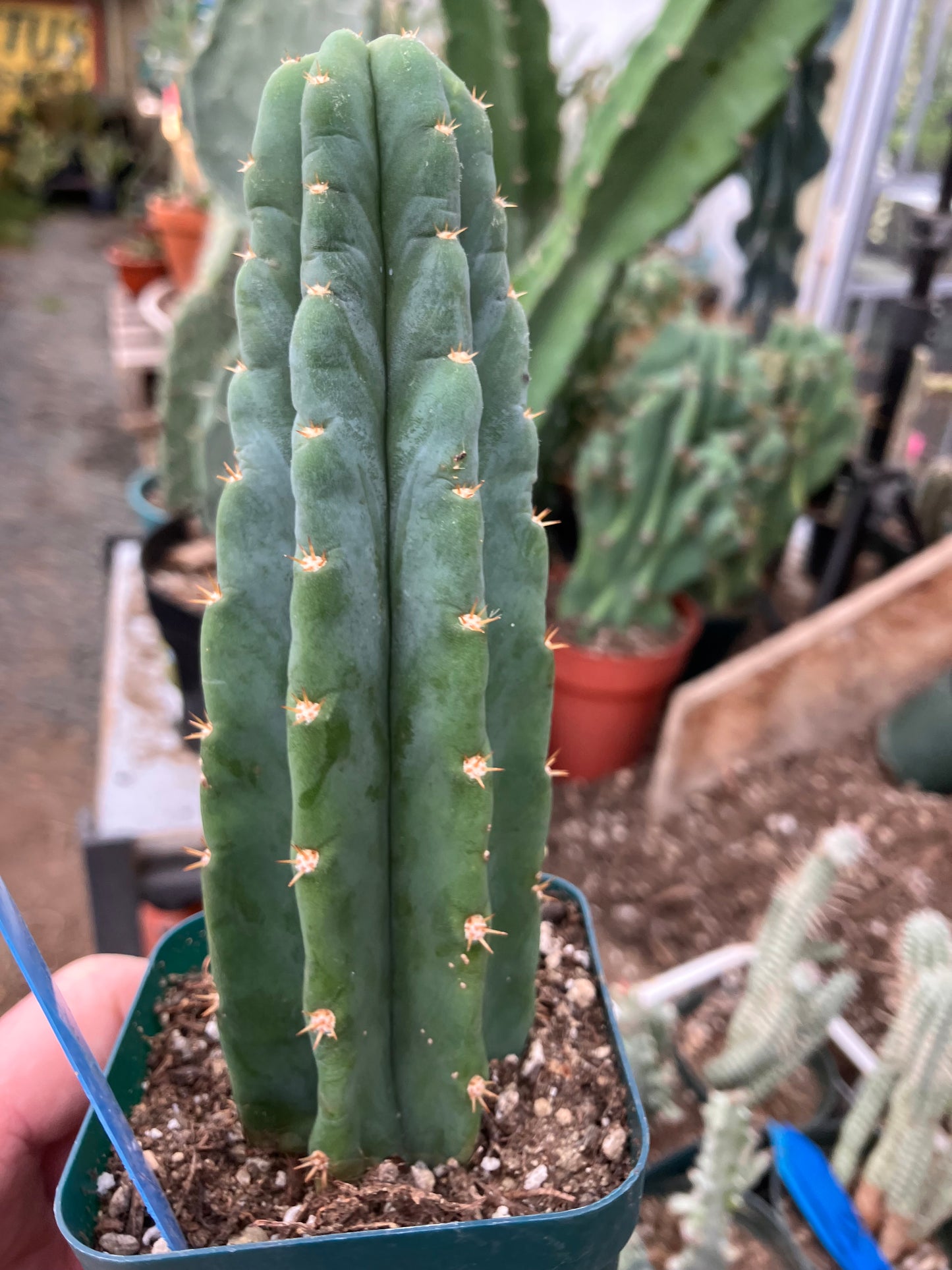 San Pedro Cactus - Trichocereus pachanoi 6.5"Tall #65B