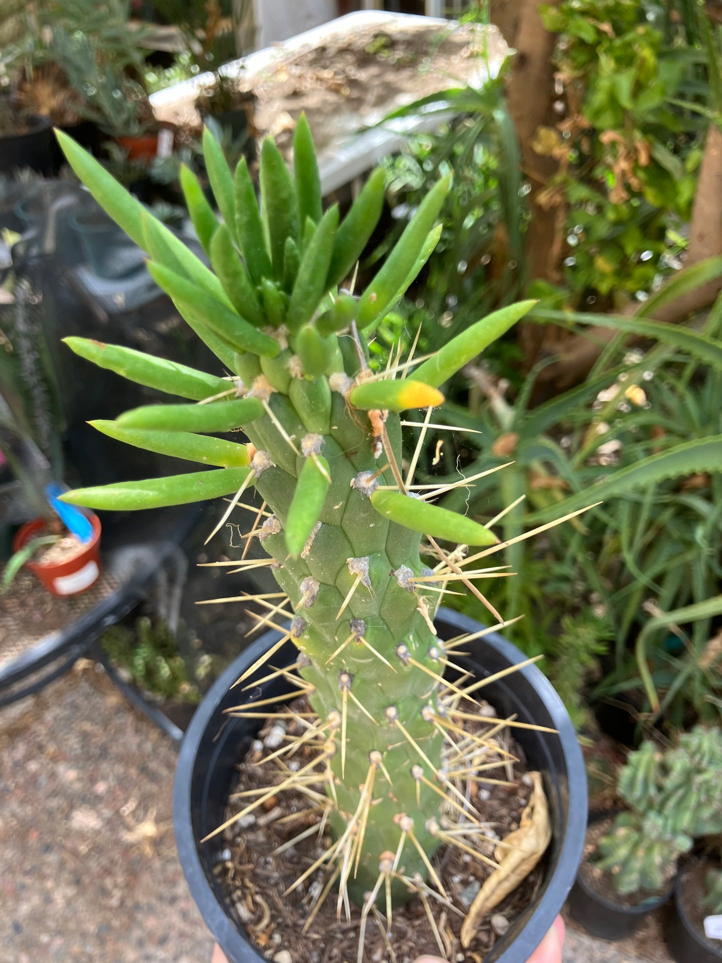 Austrocylindropuntia Full Size Eve's Needle 10"Tall