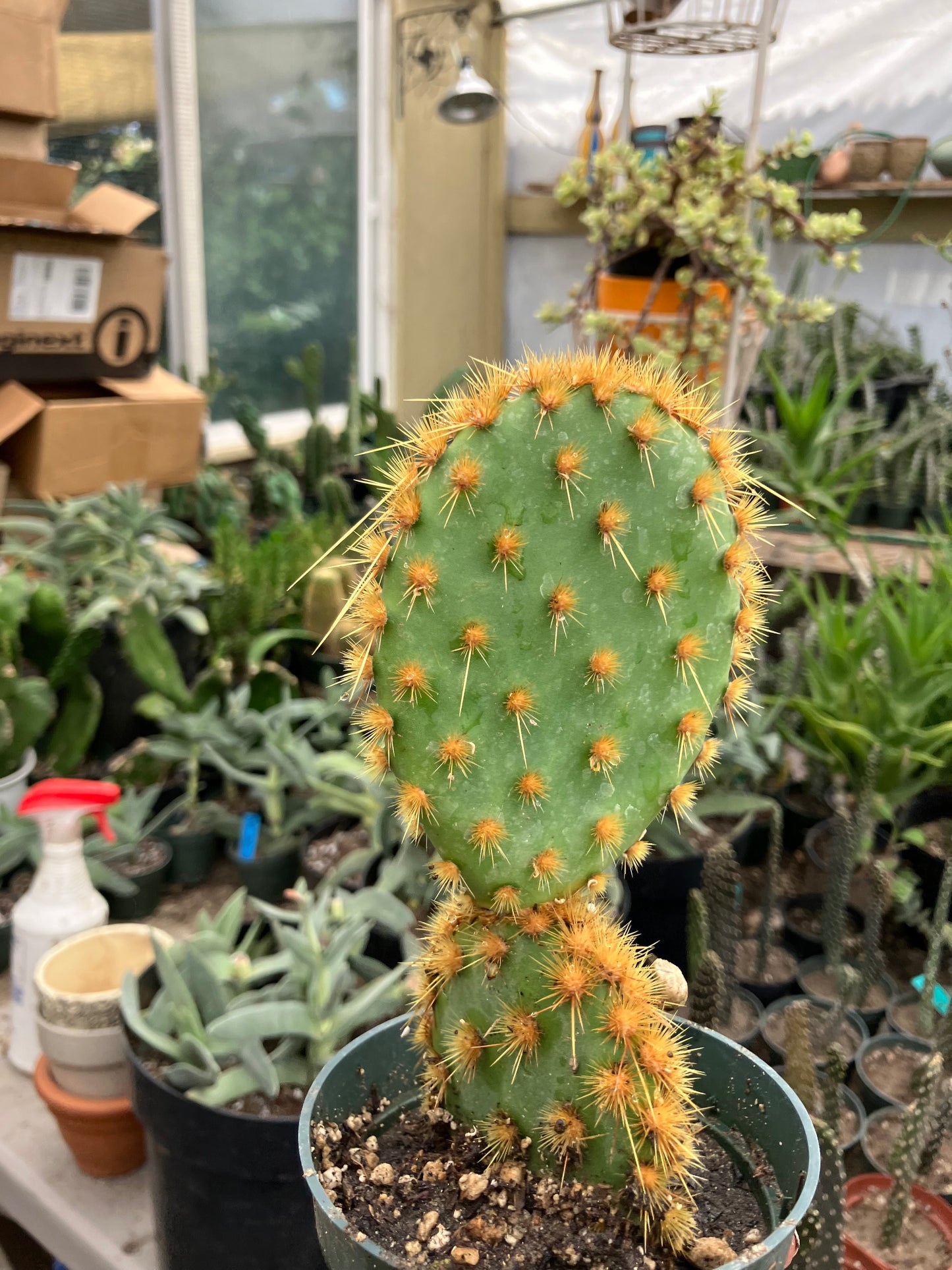 Opuntia Chenille Prickly Pear 7"Tall  #54G