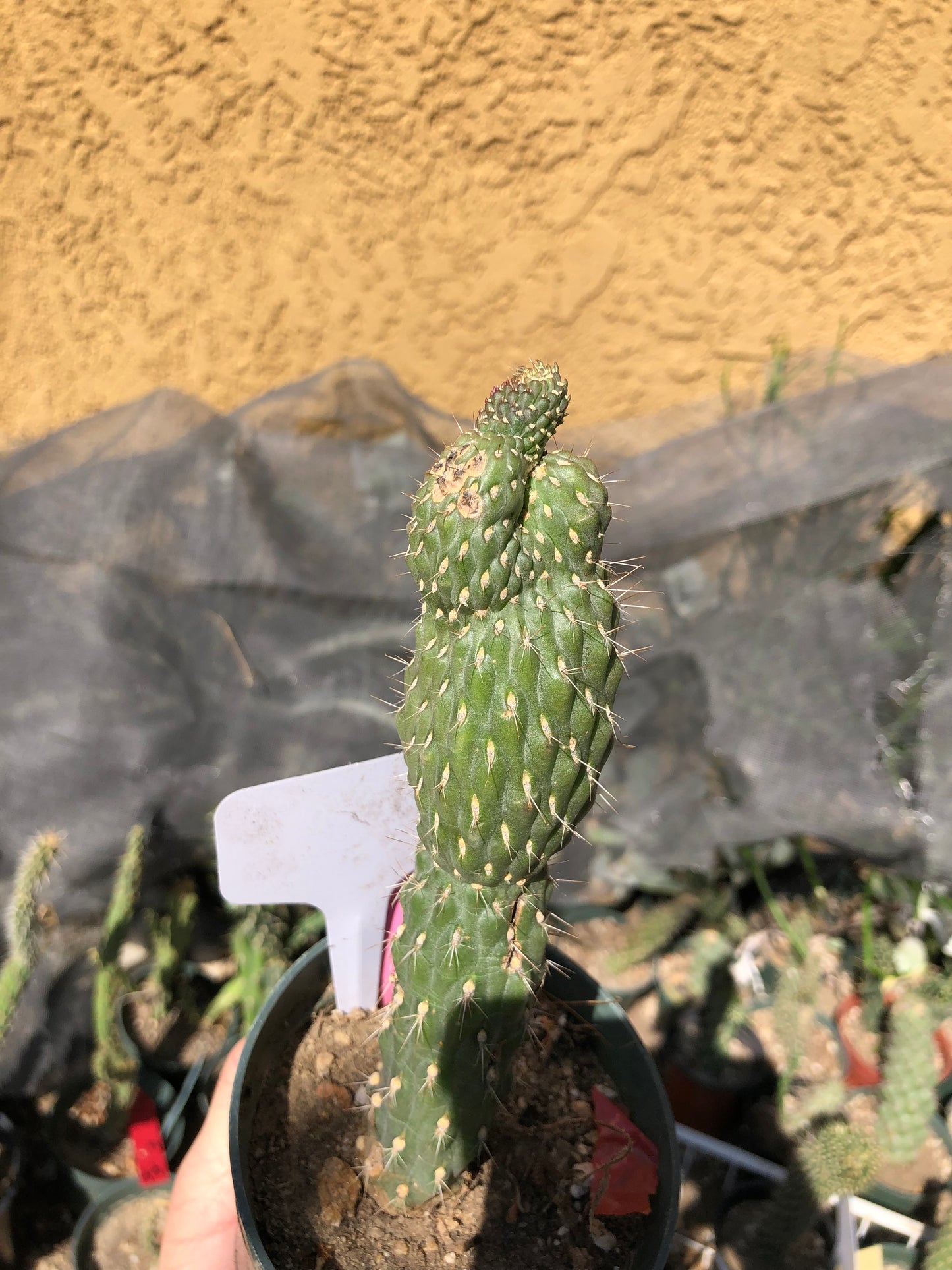 Cylindropuntia fulgida Cholla Boxing Glove Cactus Crest 6.5"Tall #6W