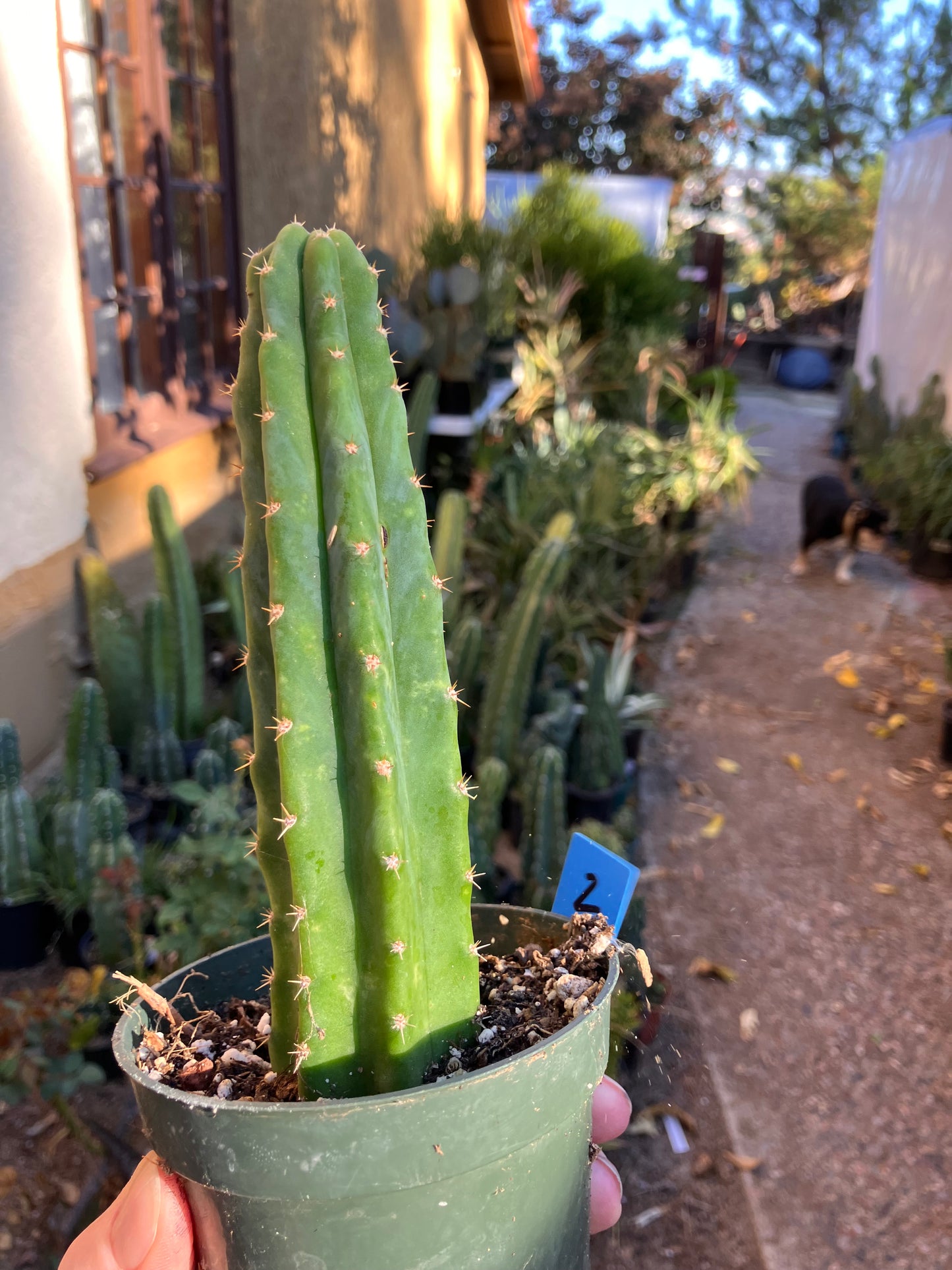 San Pedro Cactus - Trichocereus pachanoi 6.5"Tall #2B