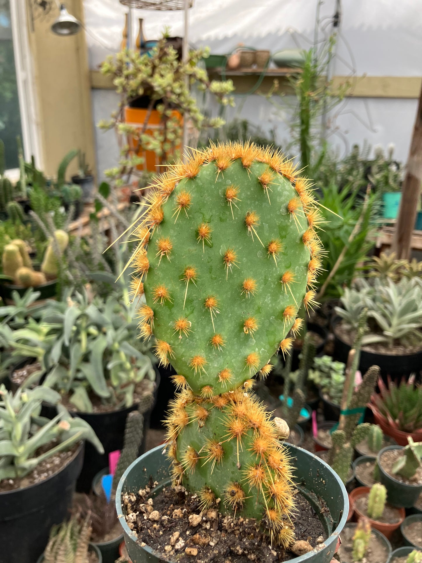 Opuntia Chenille Prickly Pear 7"Tall  #54G