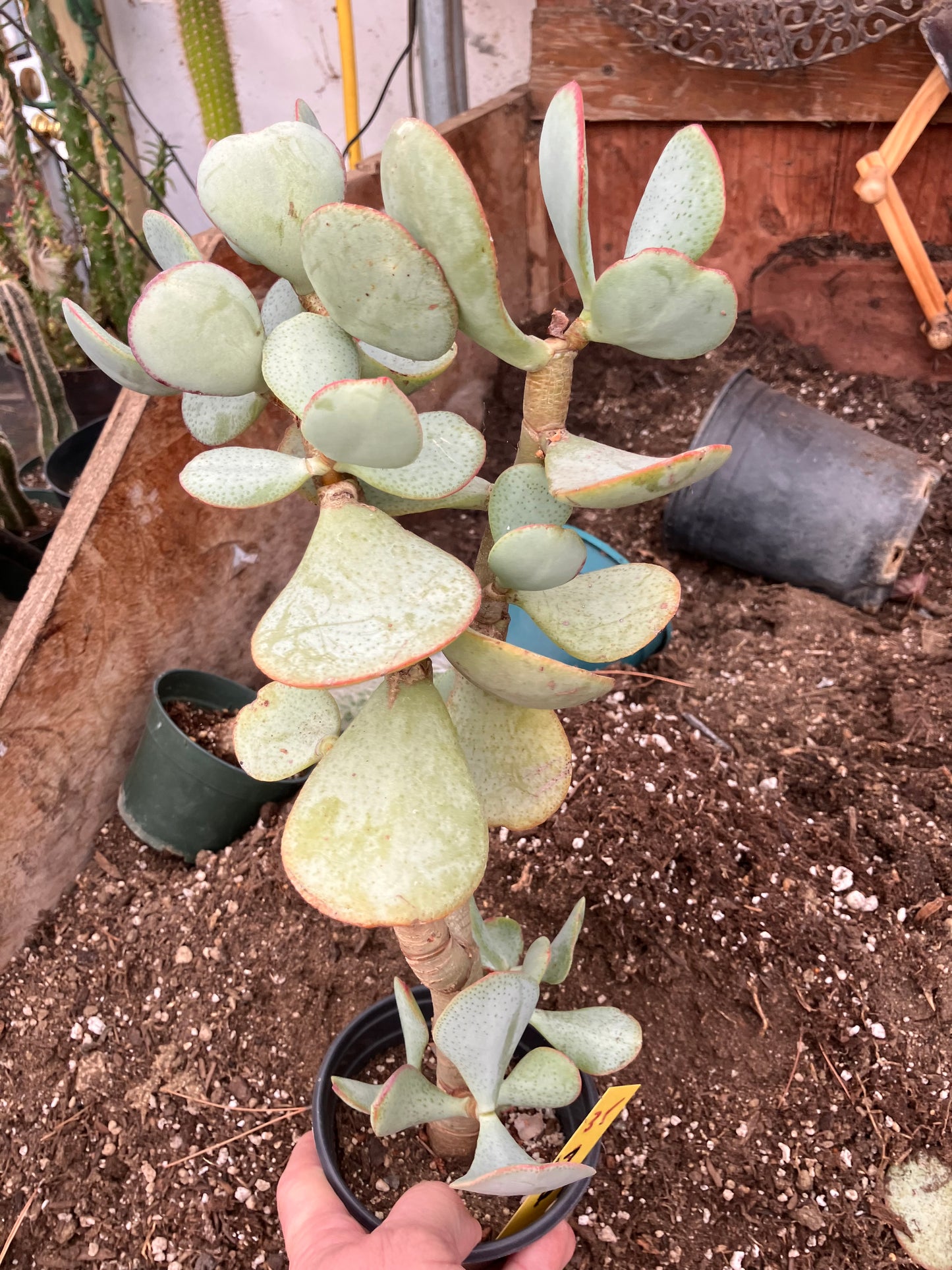 Crassula arborescens Silver Dollar 17"Tall #35Y