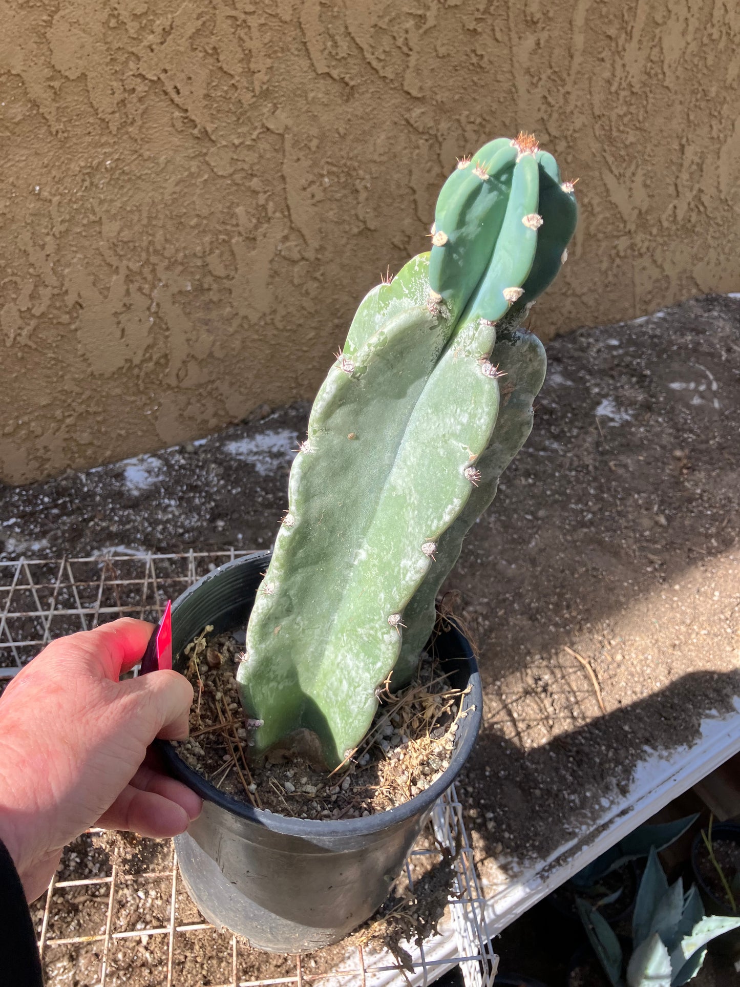 Cereus Peruvianus  Night Blooming 12"Tall  #120P