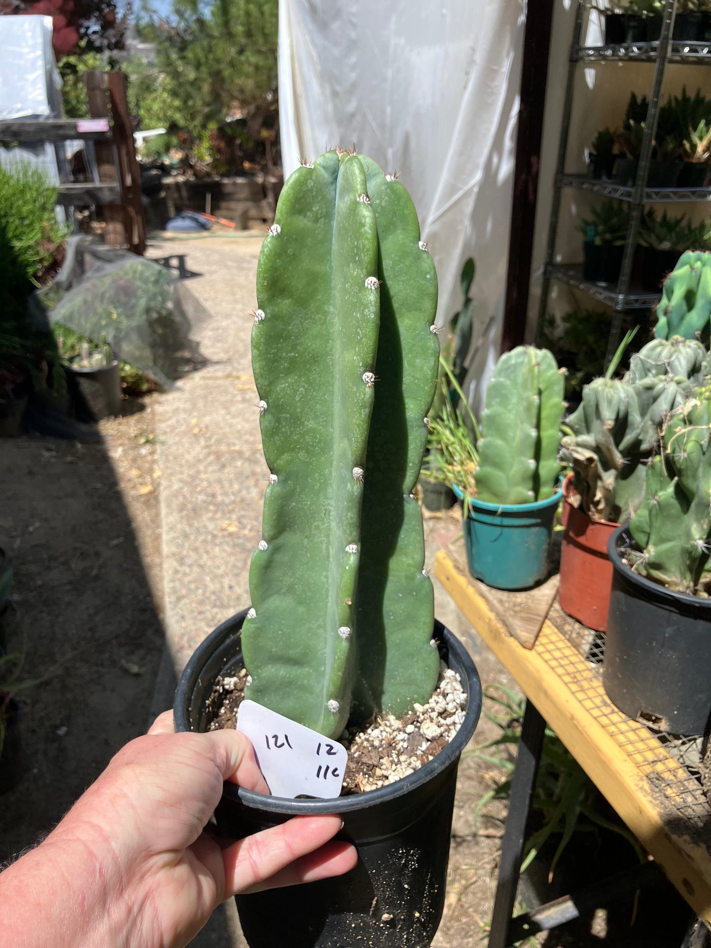 Cereus Peruvianus Night Blooming 12Tall  #121W