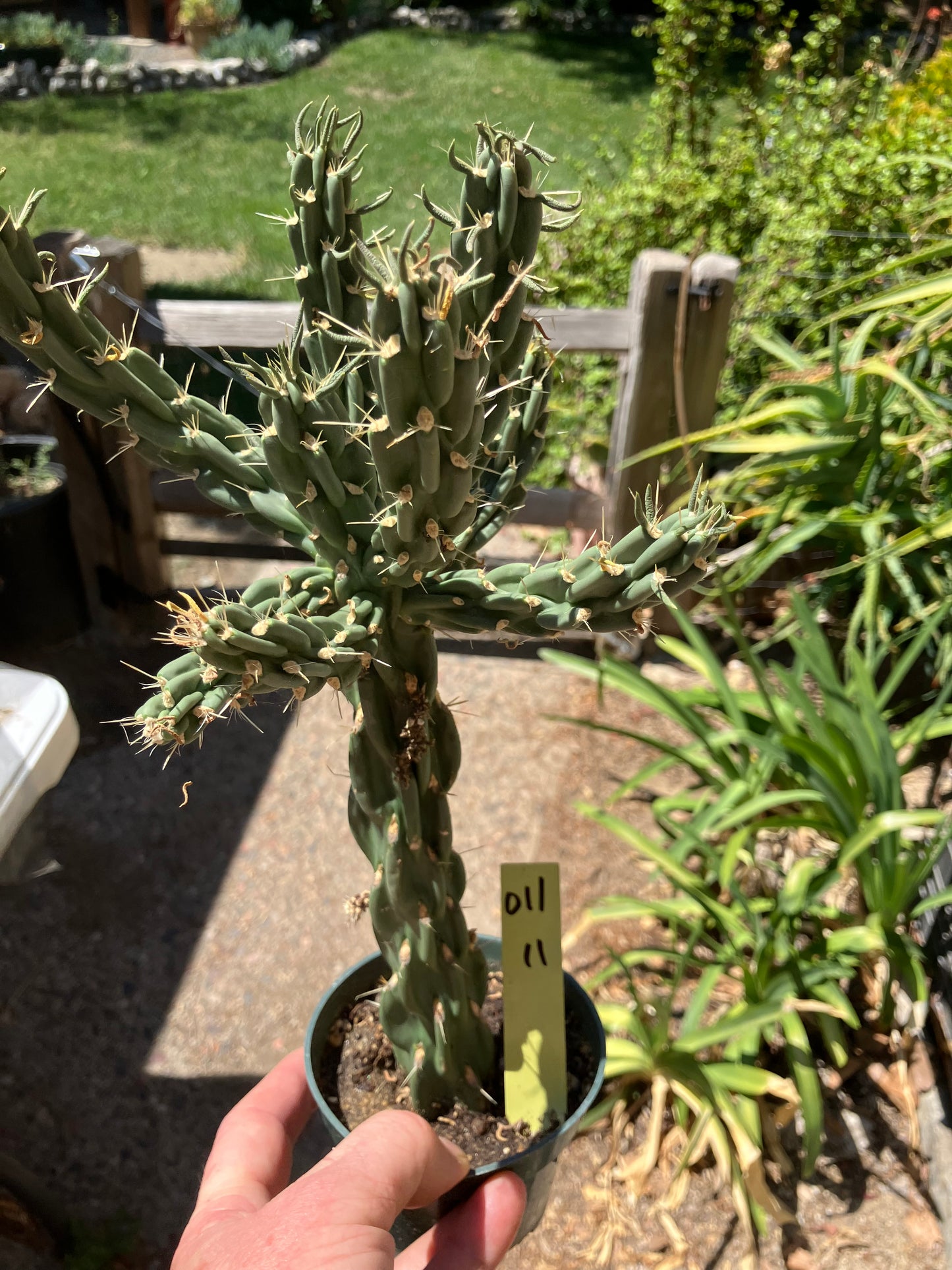 Cholla Cylindropuntia  Buckhorn  Cactus 12”Tall #011Y