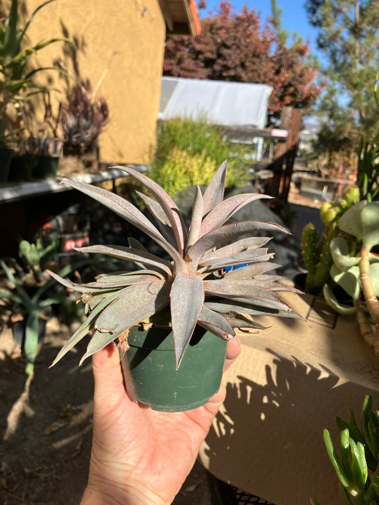 Agave hybrid Mangave Macho Mocha Succulent 6" Wide #60B