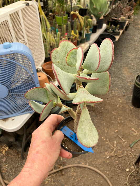 Crassula arborescens Silver Dollar 10"Tall #1B