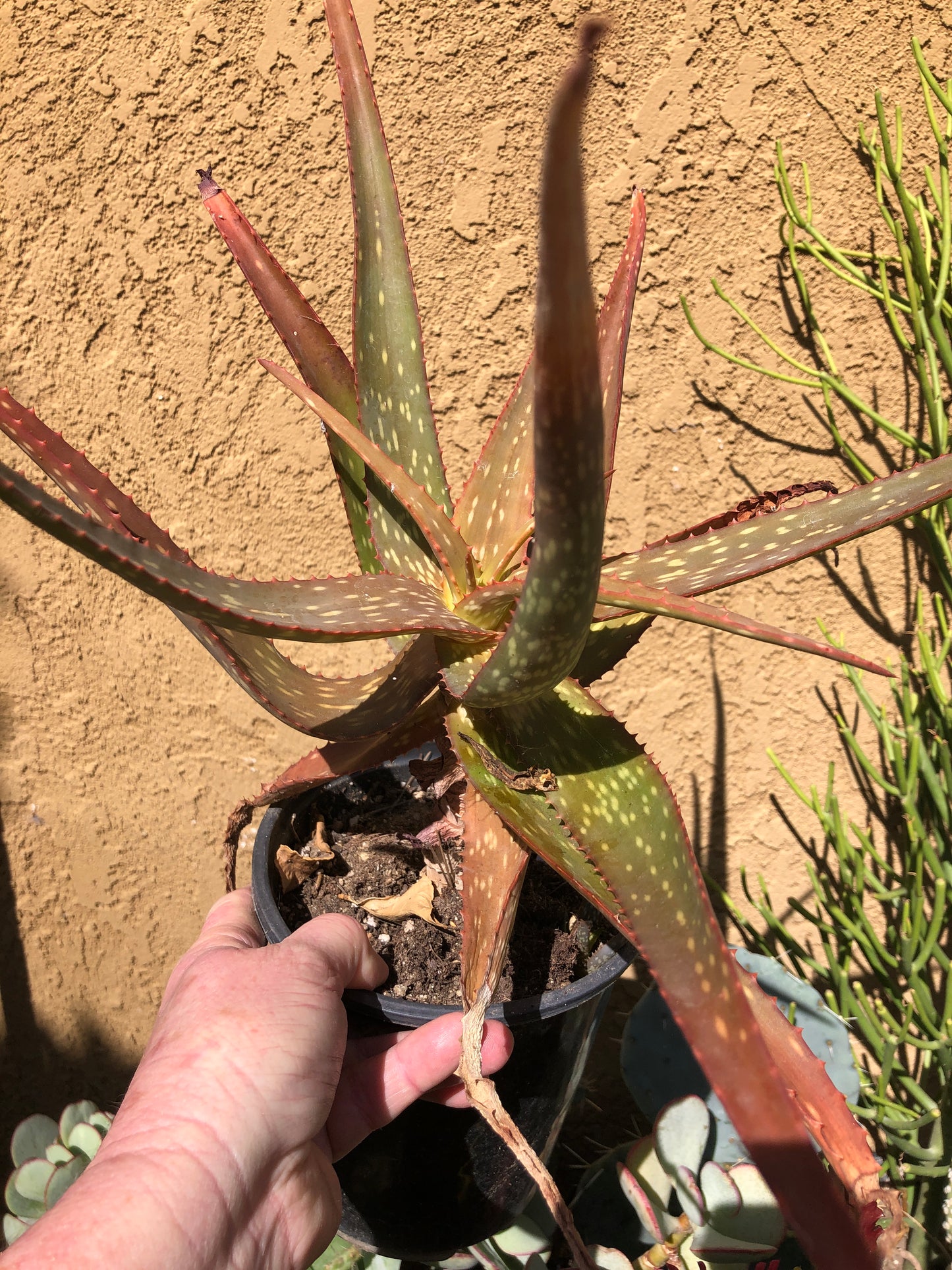 Aloe Cultivar Night Sky  Extra Large Specimen 14”Tall 18"Wide #1W