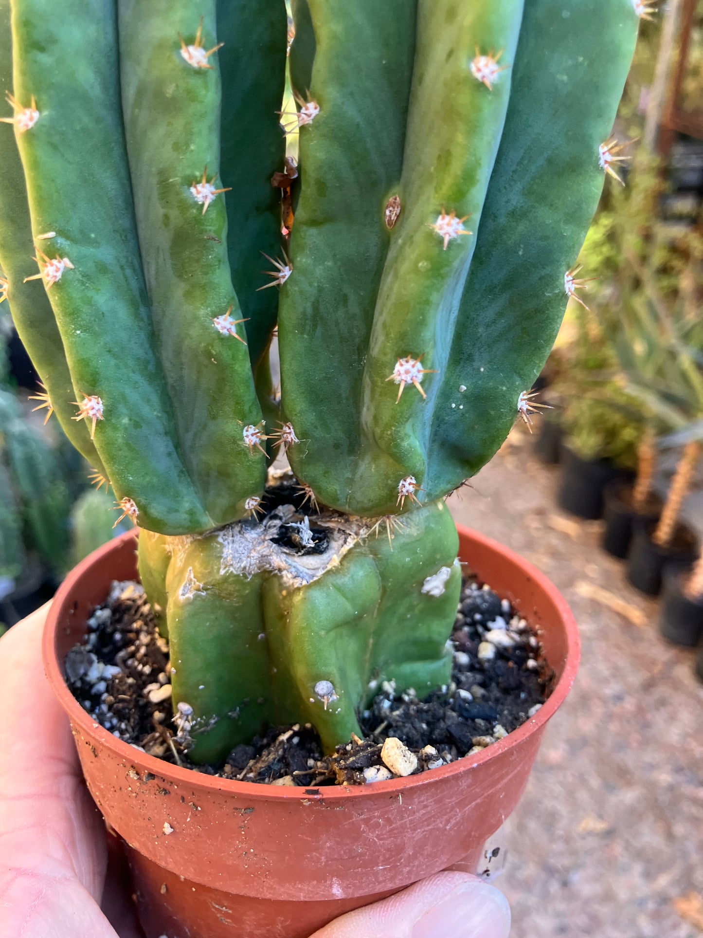 San Pedro Cactus - Trichocereus pachanoi 7"Tall #18R