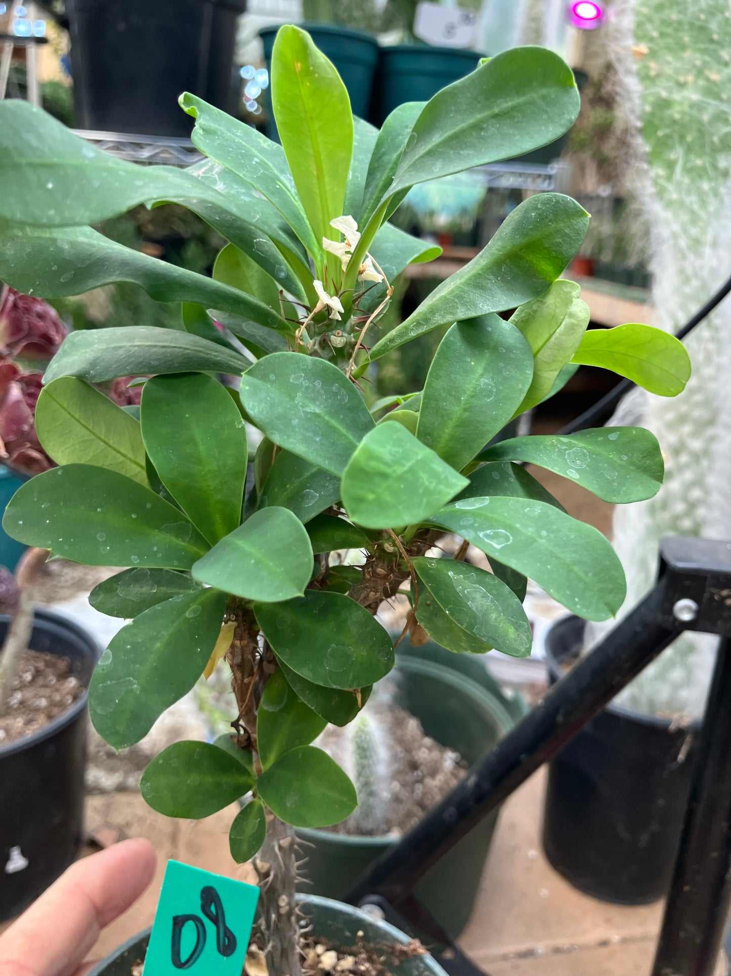 Euphorbia milii White Crown of Thorns No Roots Yet 8"Tall  #08G