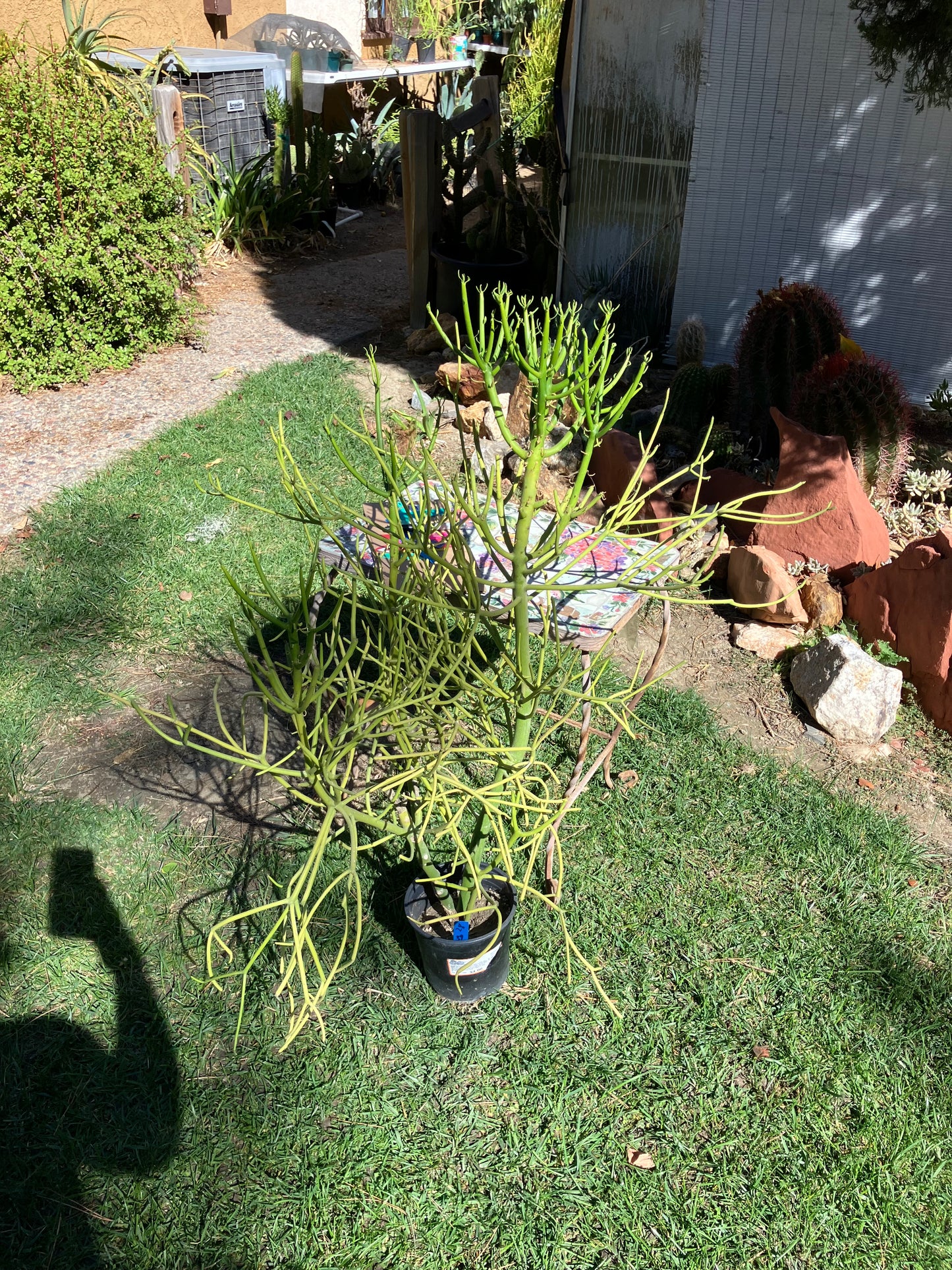 Euphorbia tirucalli Pencil Cactus/Succulent 39"Tall 27"Wide #28B